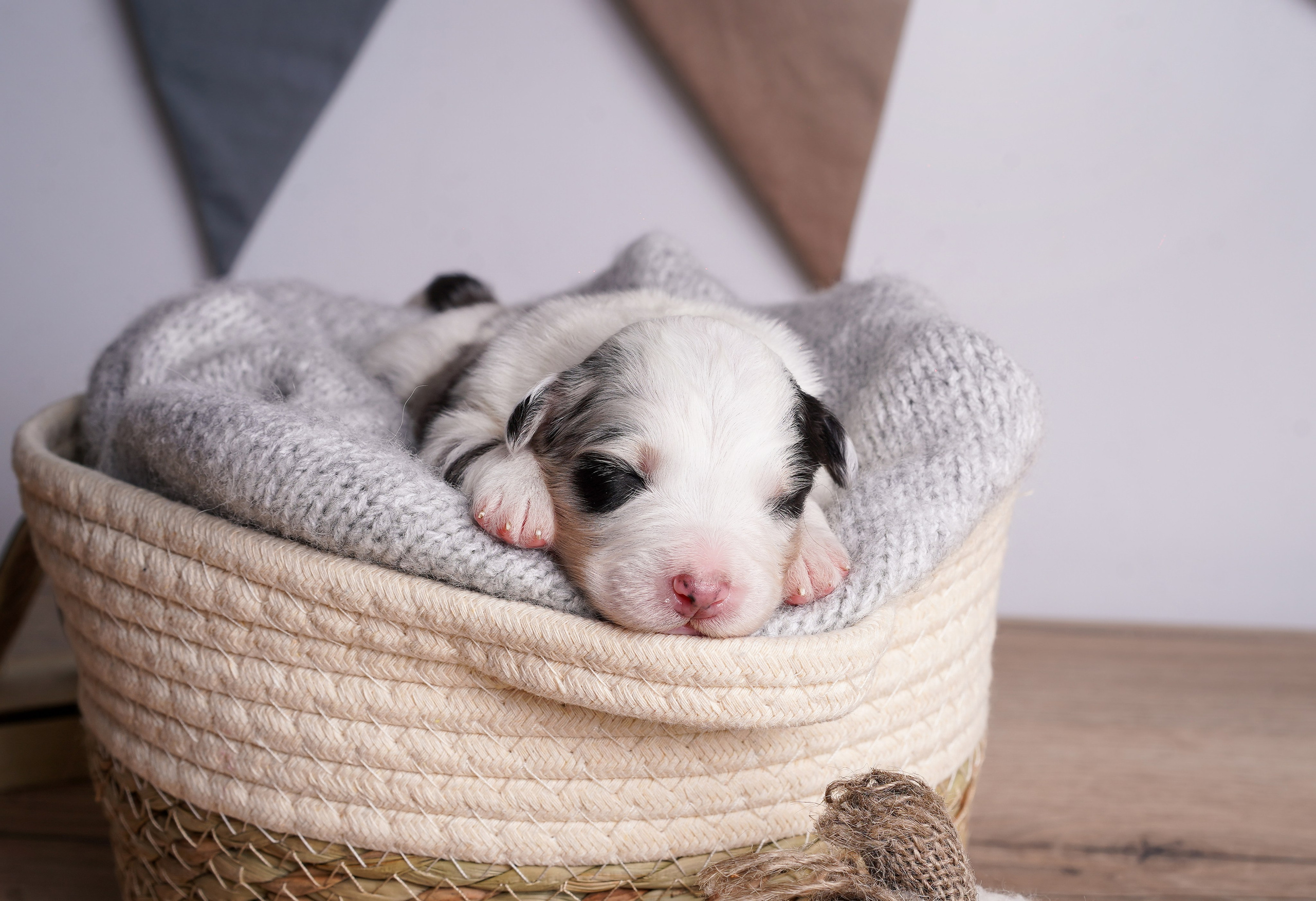 Щенки аусси. Фотограф-анималист в Санкт-Петербурге Яна Мартынова