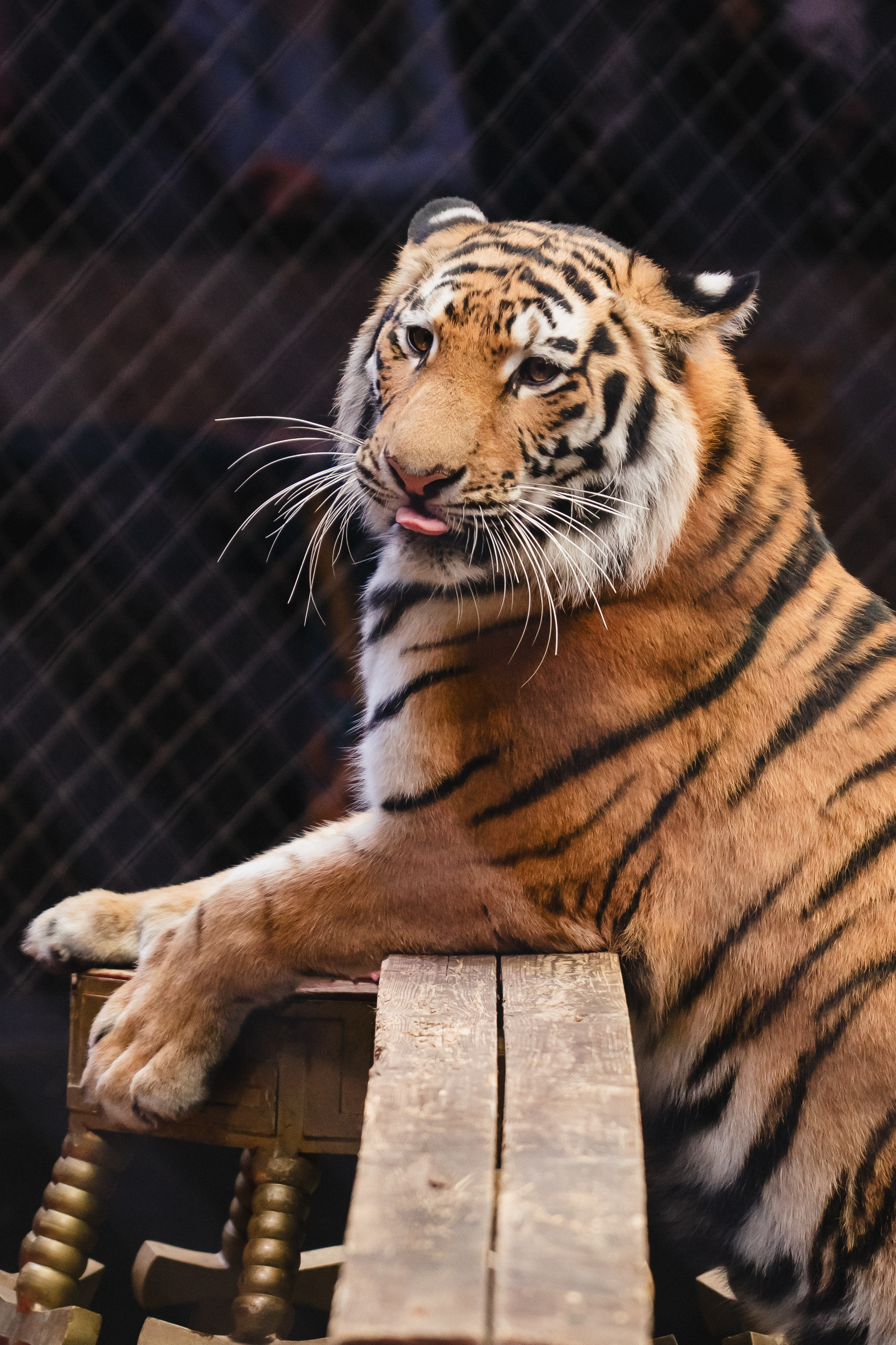 5 Континентов — Открытая репетиция. Воробьева Ксения — Спортивный и танцевальный фотограф Новосибирск