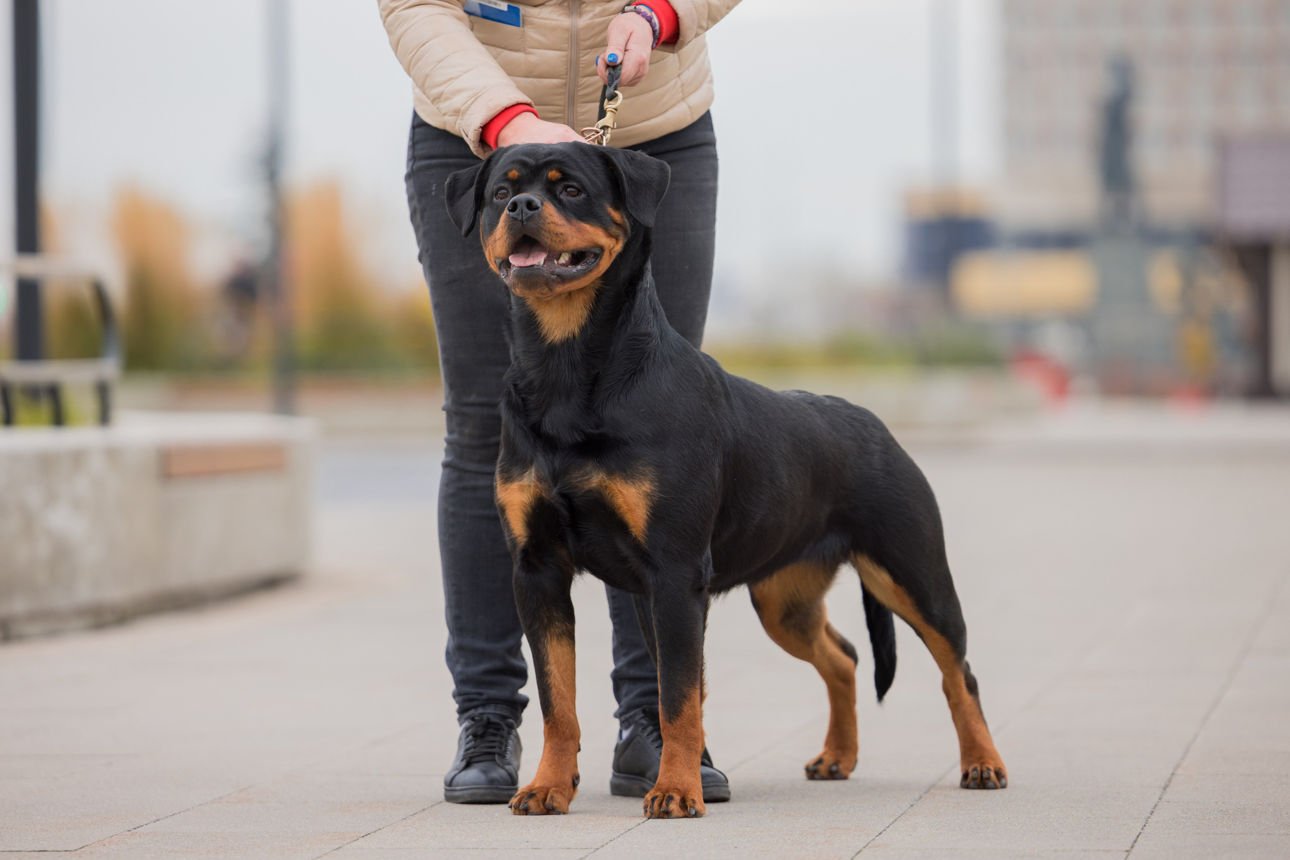 Нижний Новгород 21-22.10.2023. Фотограф-анималист Юлия Германика