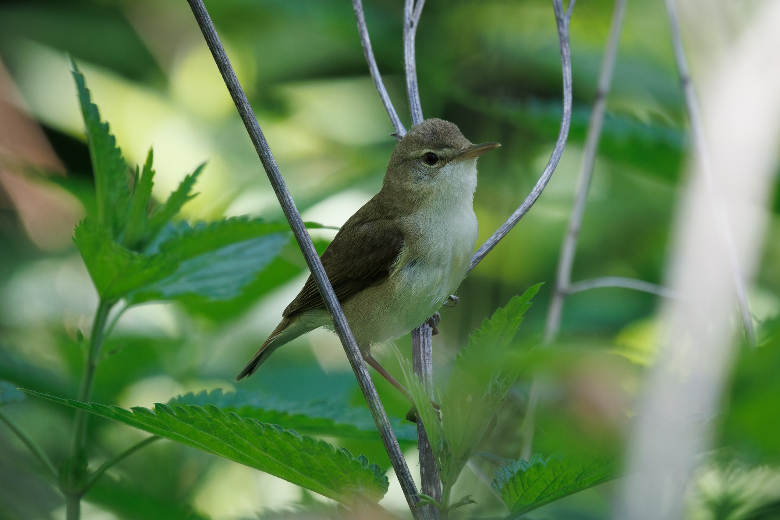 Садовая камышовка, г. Москва, долина реки Рудневки Снято на Canon EOS R8, RF 600 mm f11.