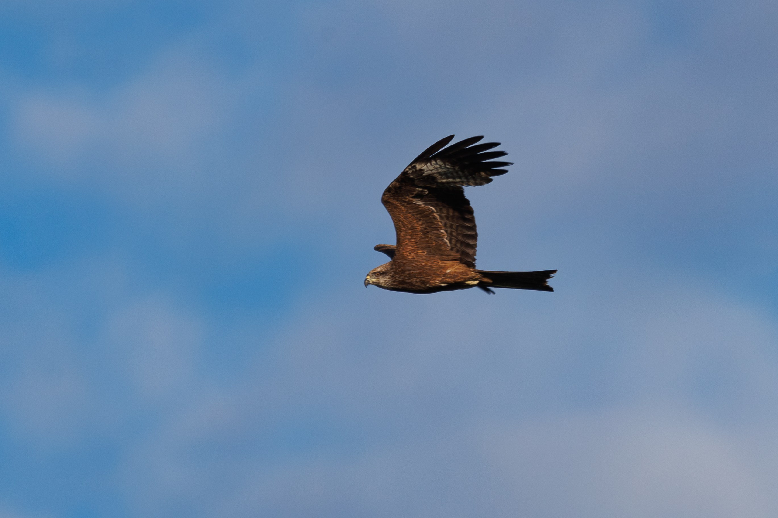 Птицы Москворецкого пойменного заказника. Птицы парков г. Люберцы
