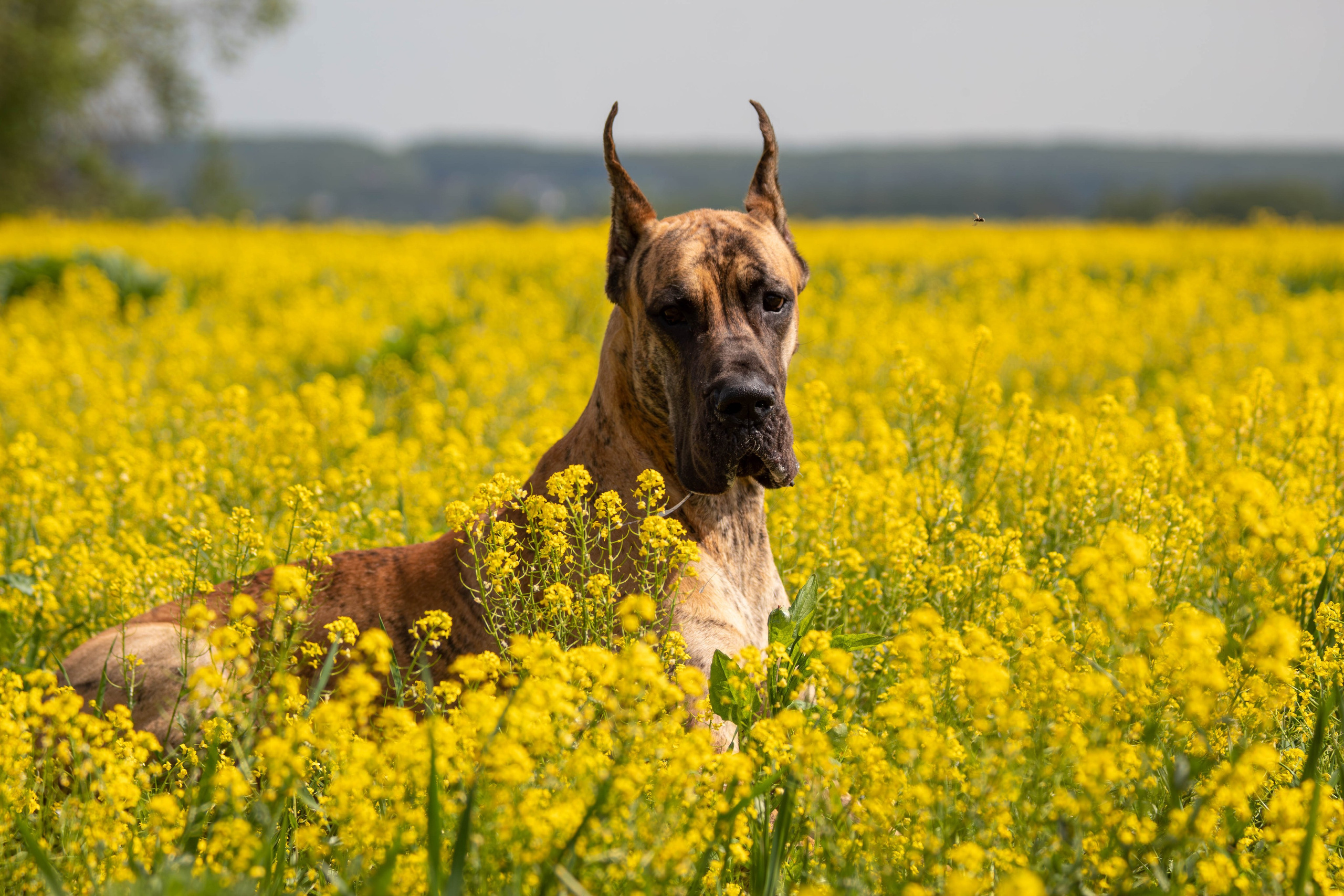Фотосессия с животными. Фотограф анималист — Тула, Москва