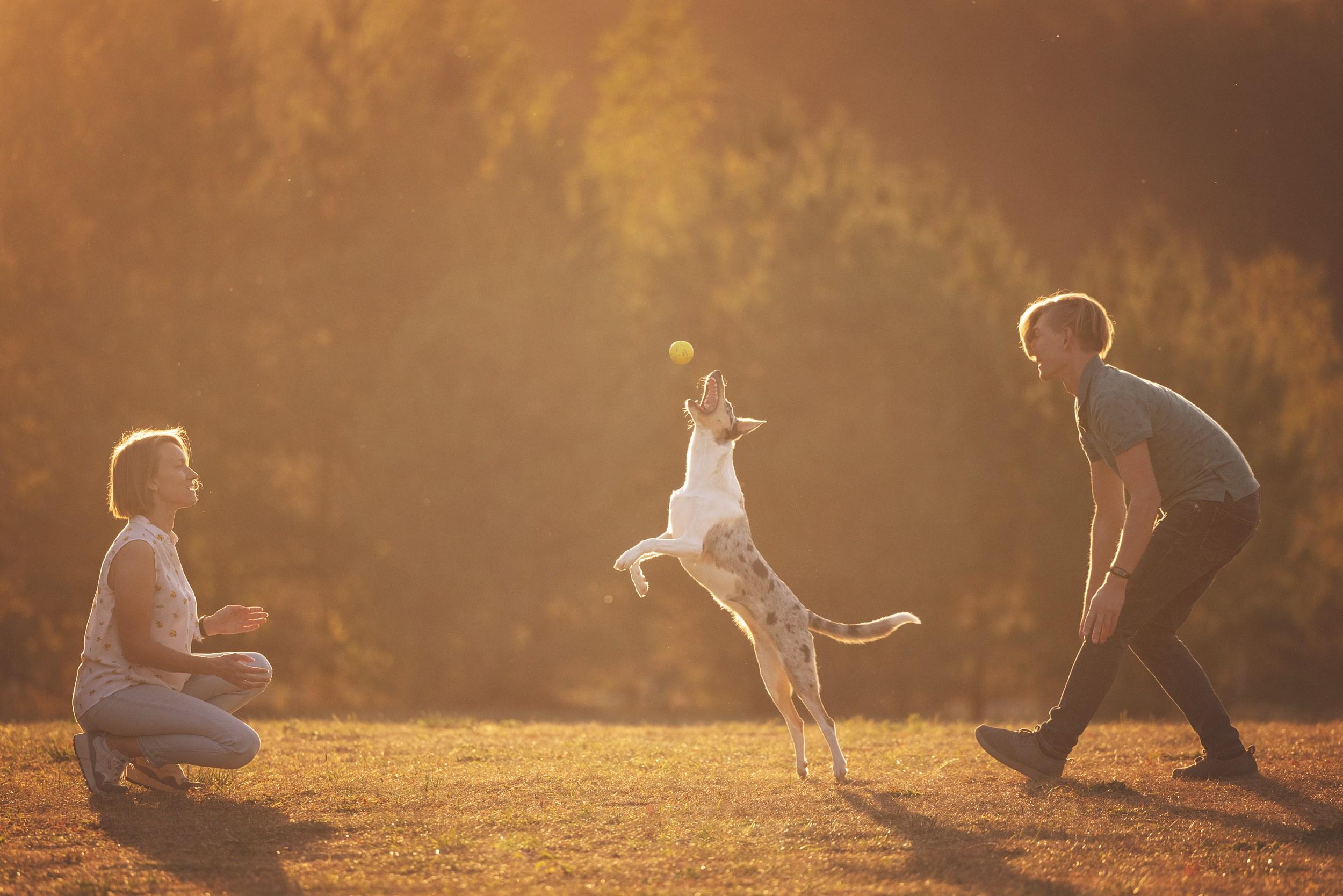 Собаки. Фотограф Анастасия Ветковская, Москва