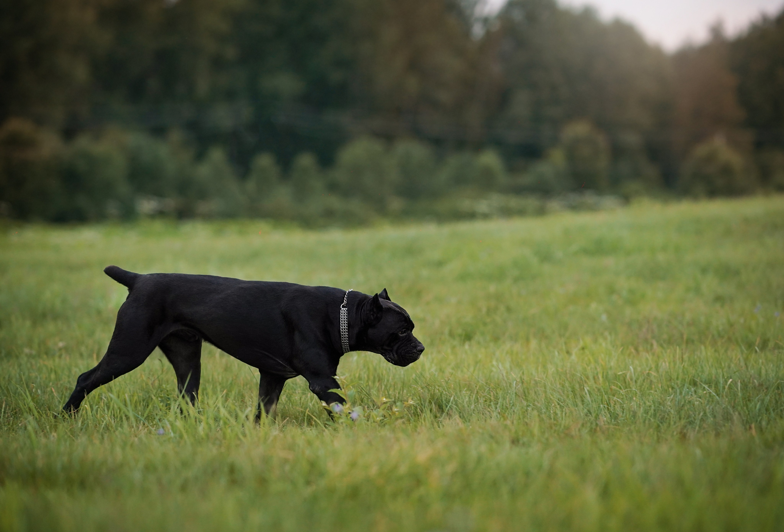 Юлия Костя и Виннер. Фотограф-анималист в Санкт-Петербурге Яна Мартынова
