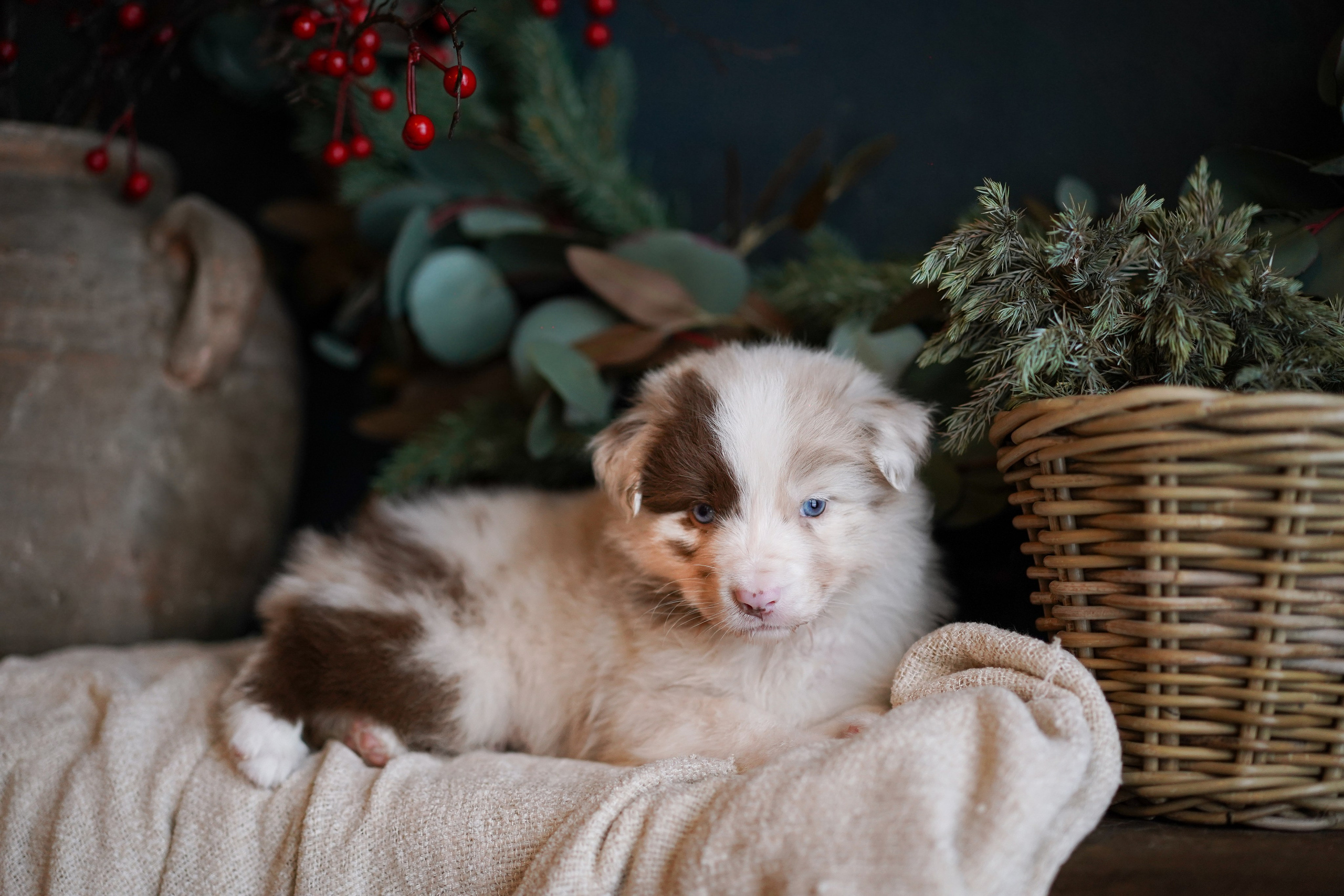 Щенки австралийской овчарки. Фотограф-анималист в Санкт-Петербурге Яна Мартынова