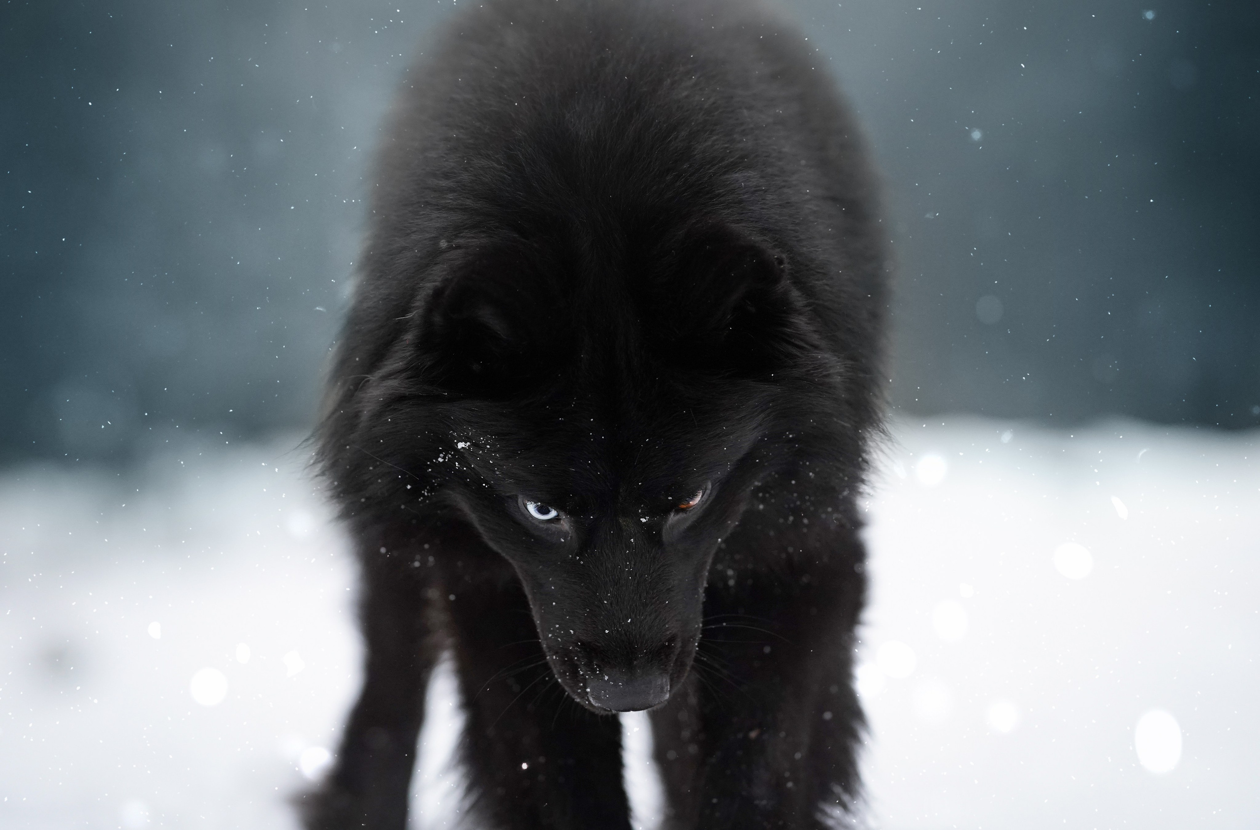 Лора Джанго и Хэппи. Фотограф-анималист в Санкт-Петербурге Яна Мартынова