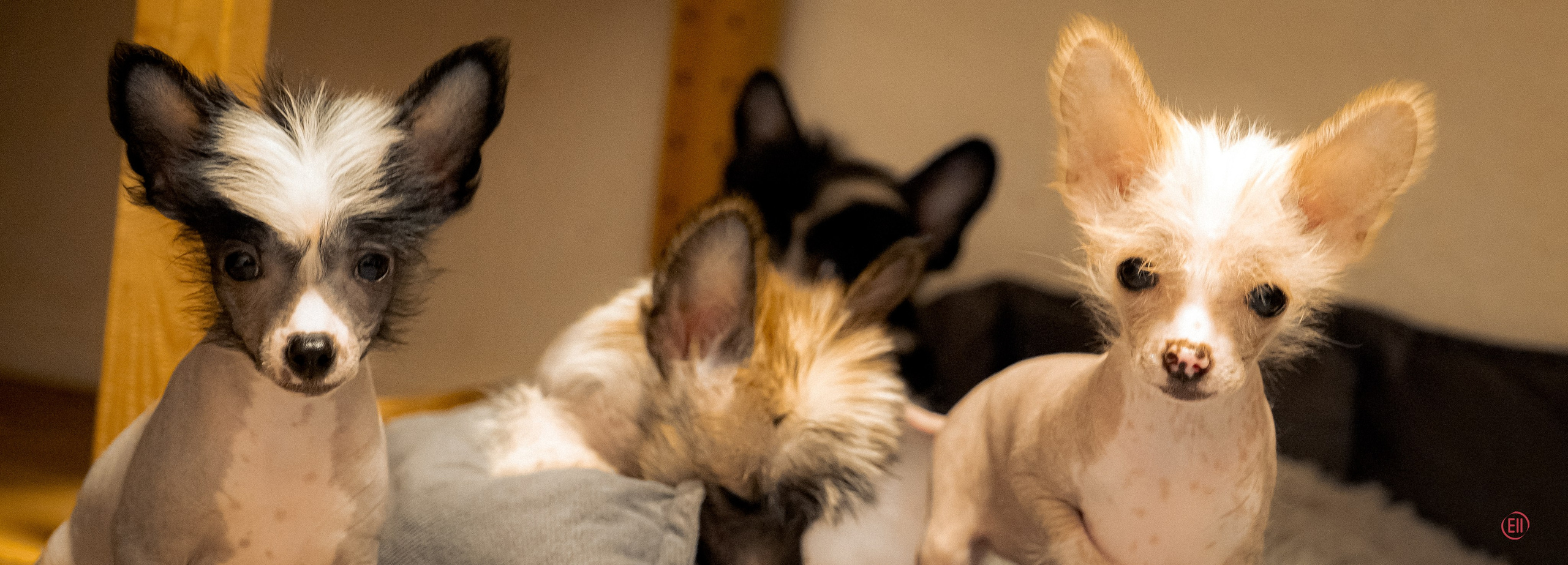 Happy New Year 2026!. Poale Ell Chinese Crested Dog Kennel: Buy a puppy from the kennel