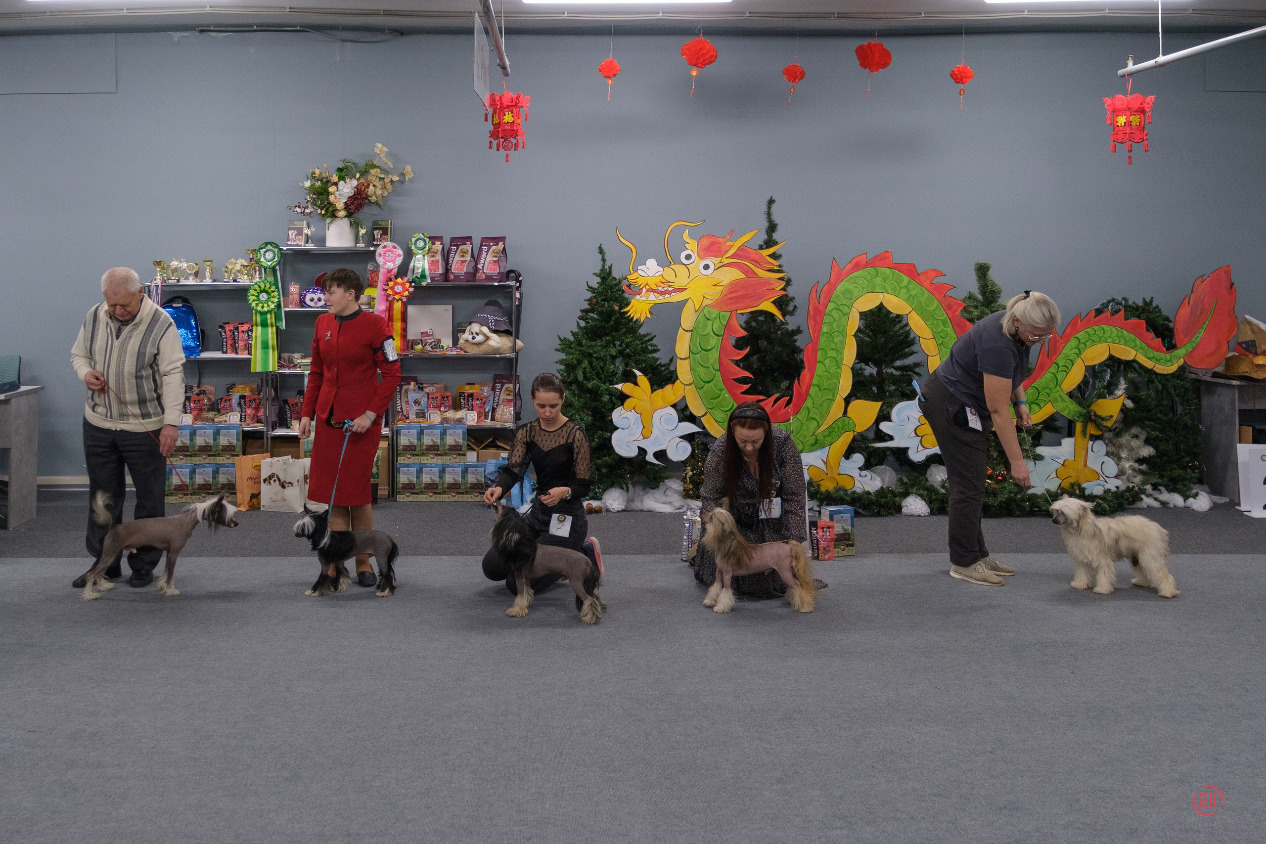 Праздник породы «Яркий мир китайских хохлатых собак». Питомник китайских хохлатых собак Poale Ell: купить щенка