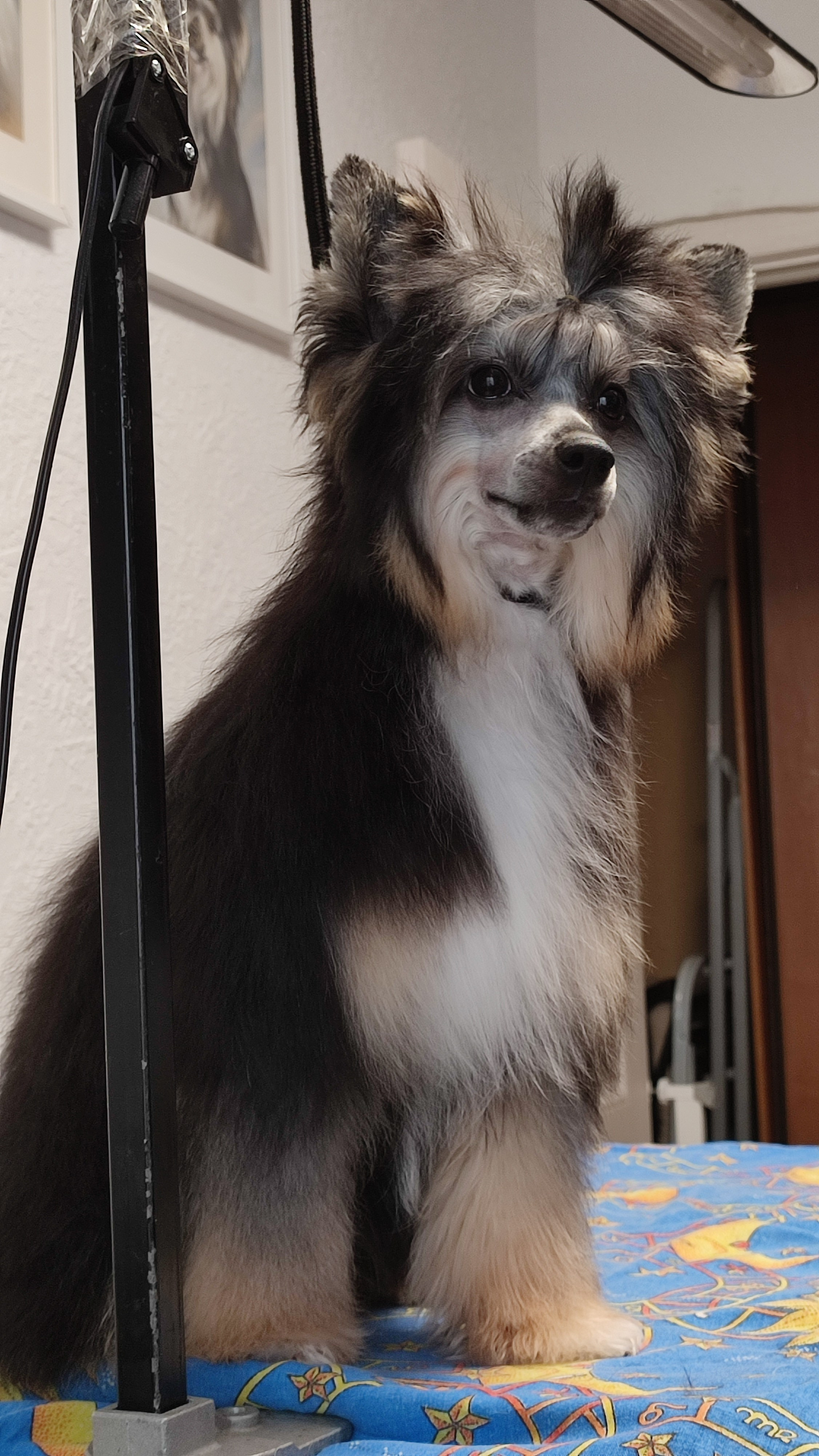 Нашей красавице Грэйсюше 7 месяцев. Питомник китайских хохлатых собак Poale Ell: купить щенка