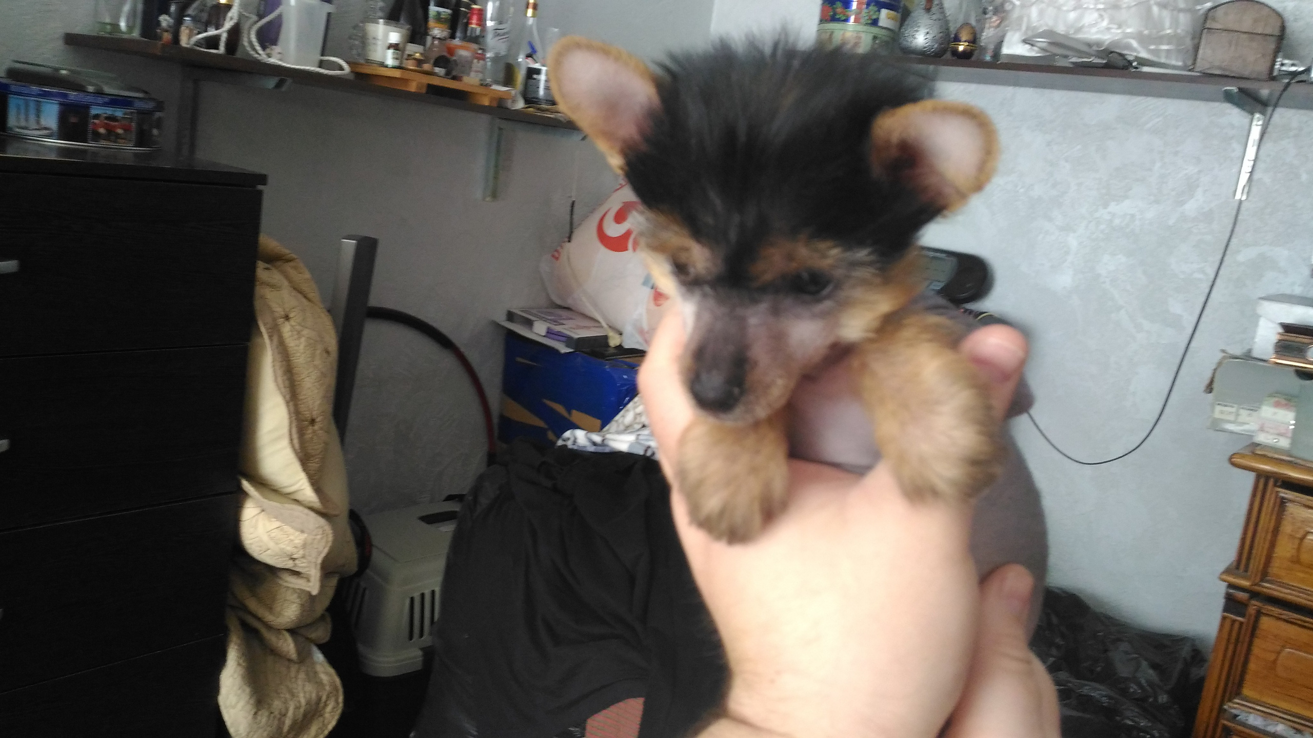 Litter А | 04/10/2016. Chinese Crested Dog Kennel Poale Ell