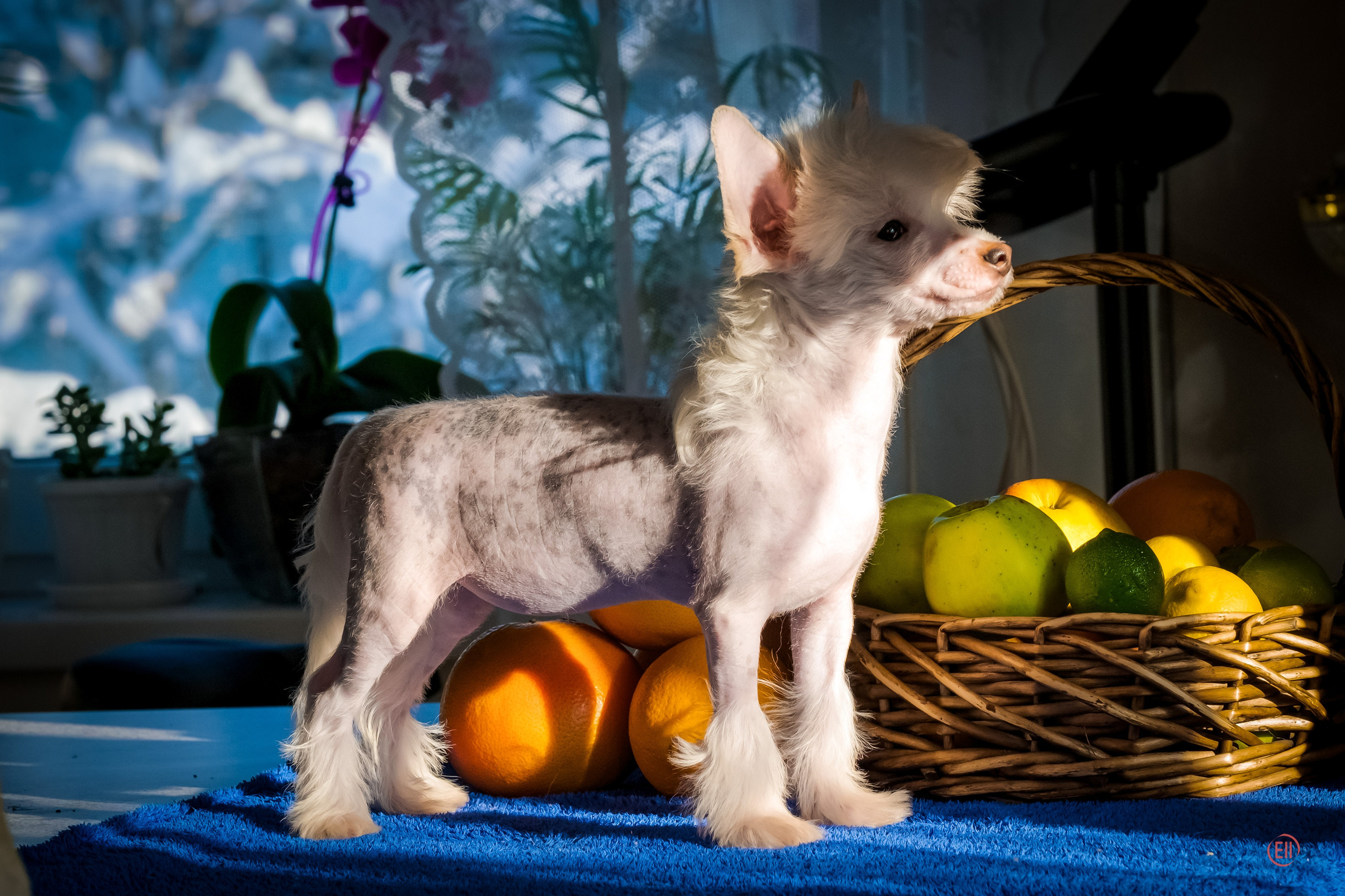 В гостях у питомника Show Galaktika. Питомник китайских хохлатых собак Poale Ell: купить щенка в питомнике