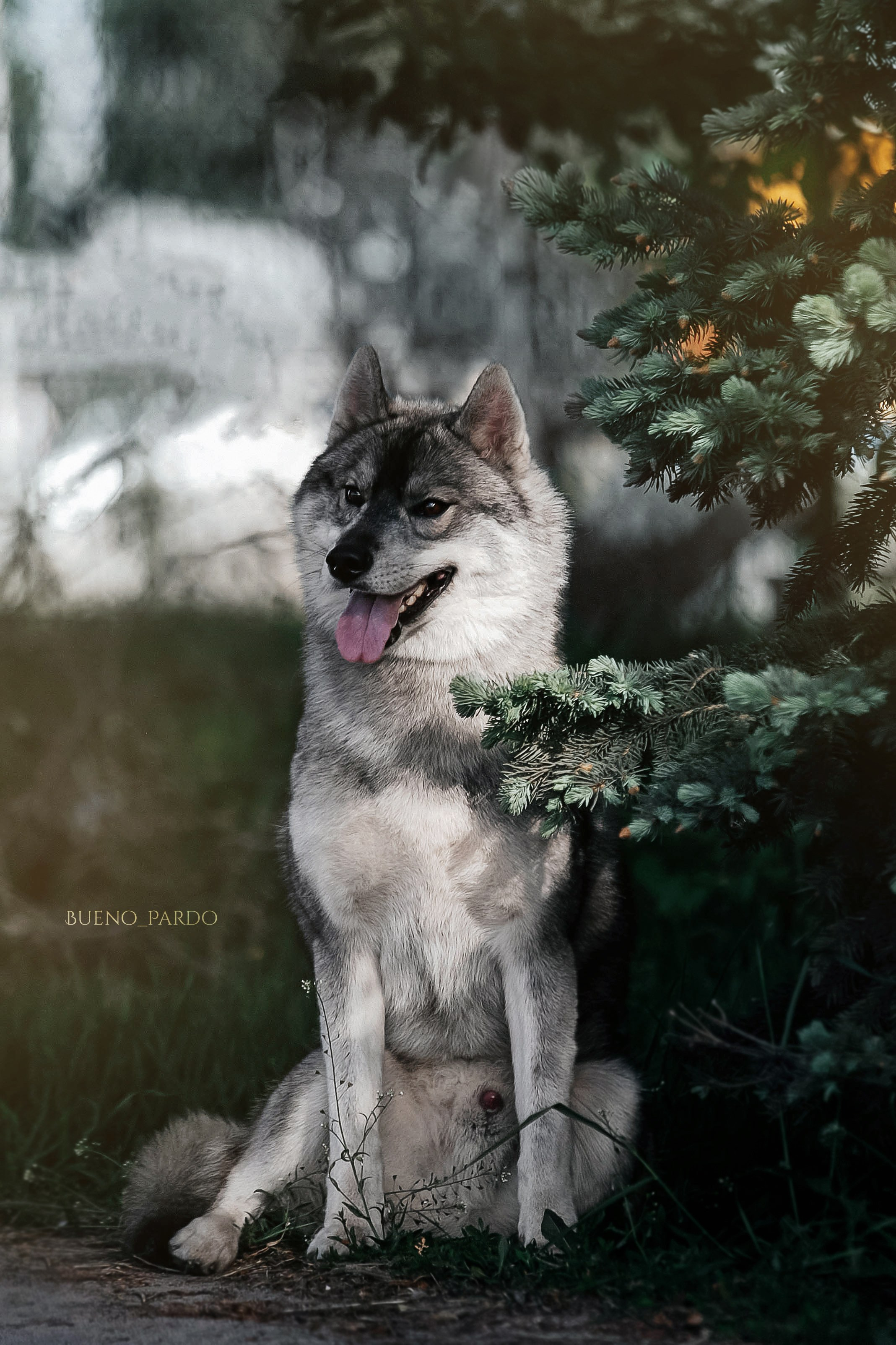 Щенки сибирского хаски из питомника. Питомник собак Акита, Хаски, Корги