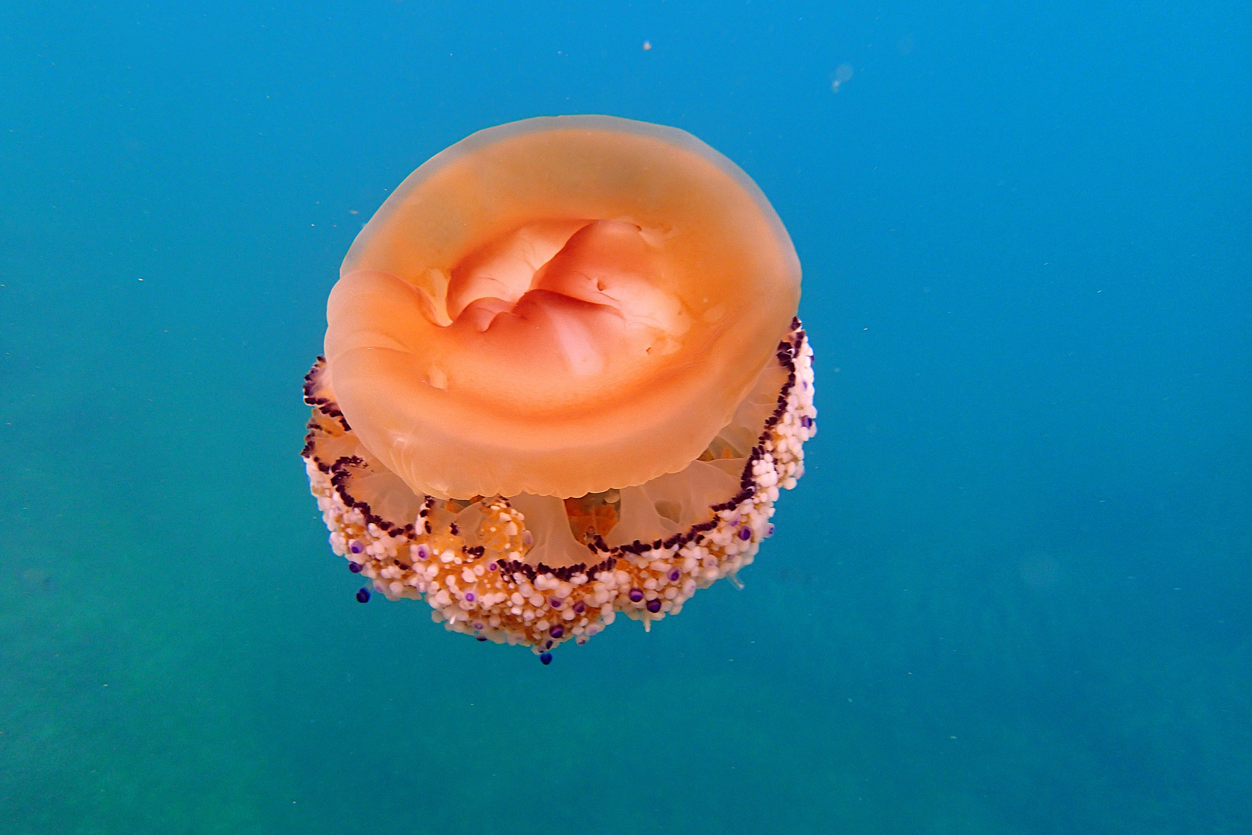 Испания. Свадебный фотограф Копков Геннадий