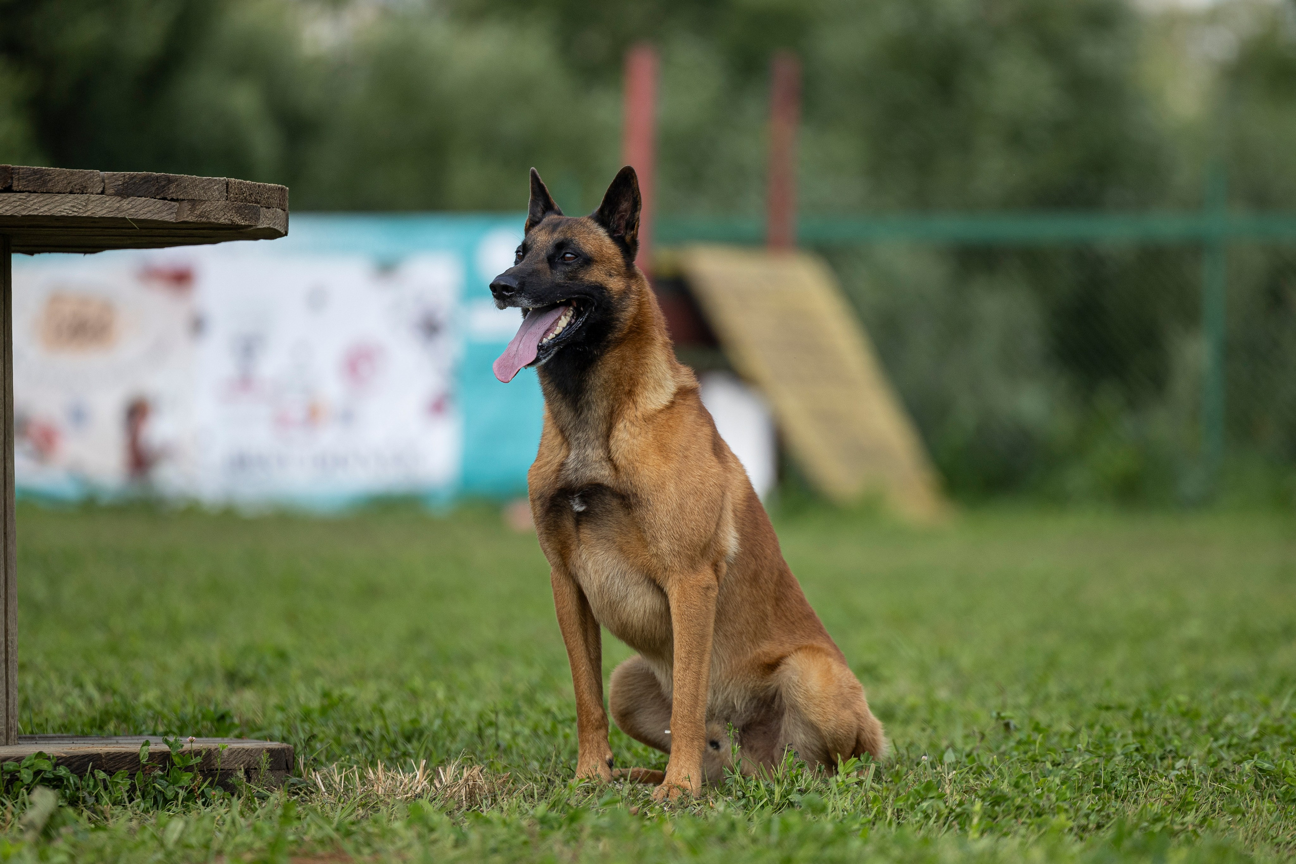 Соревнования по Мондьорингу г. Вологда 10-11.08.2024. Фотограф-анималист Анна Маринич