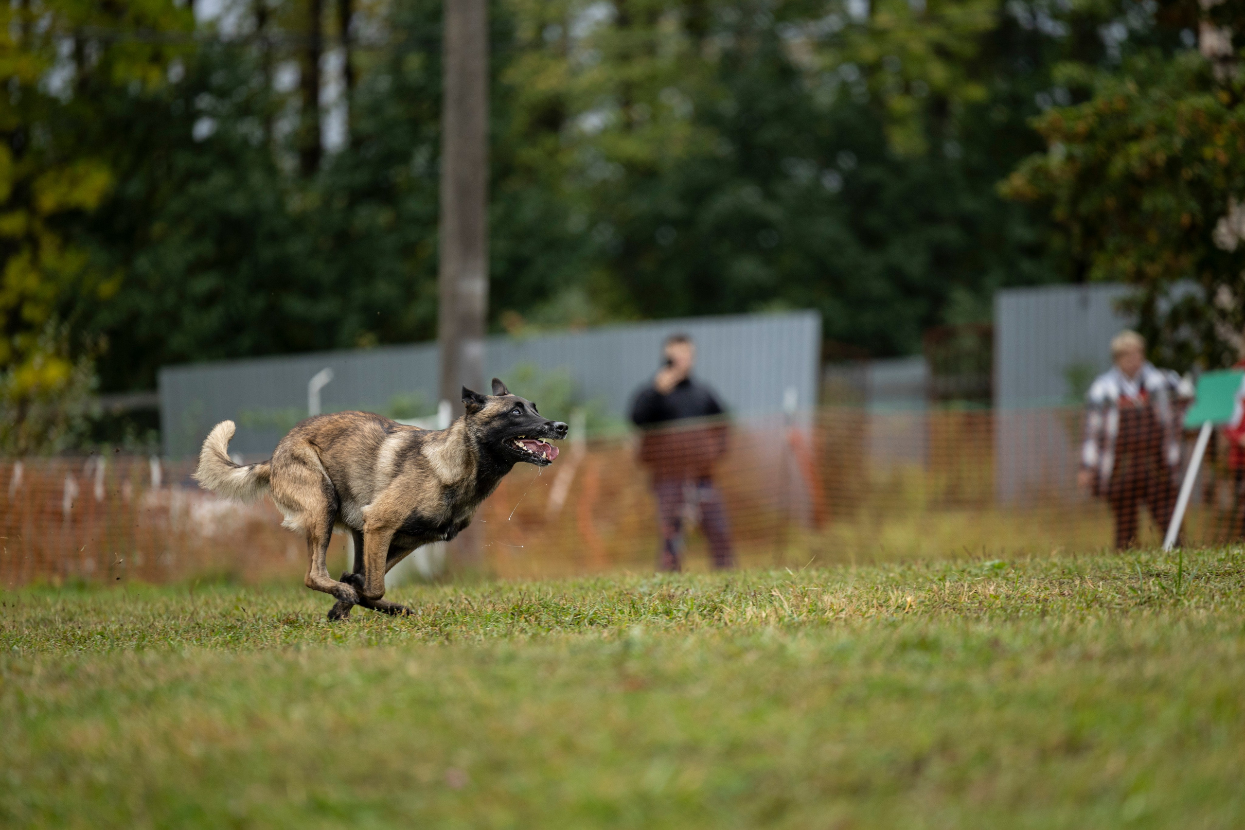 Испытания по Мондьорингу г. Пушкин. Фотограф-анималист Анна Маринич