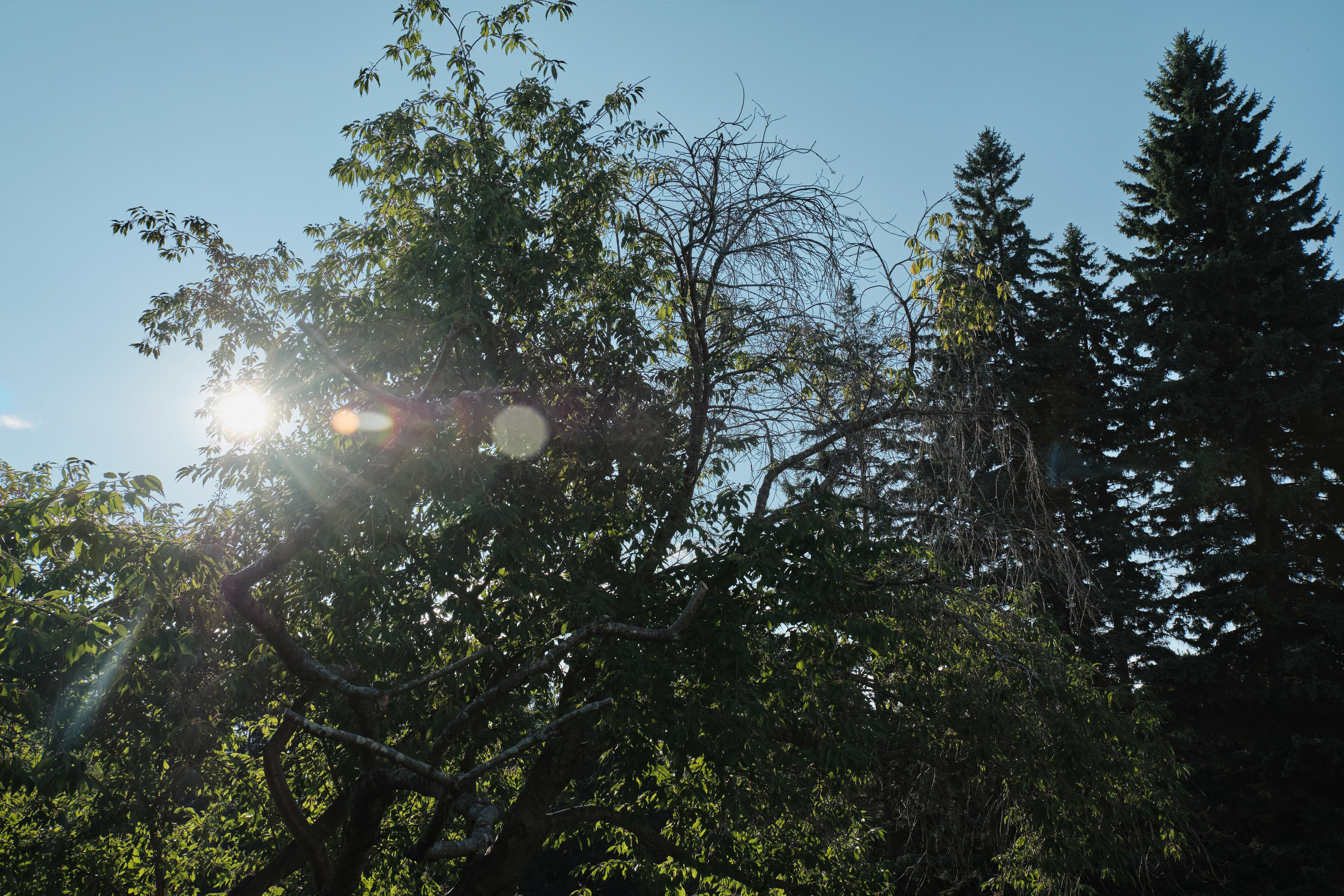 Академ-городок и ботанический сад. Goncharov Tim