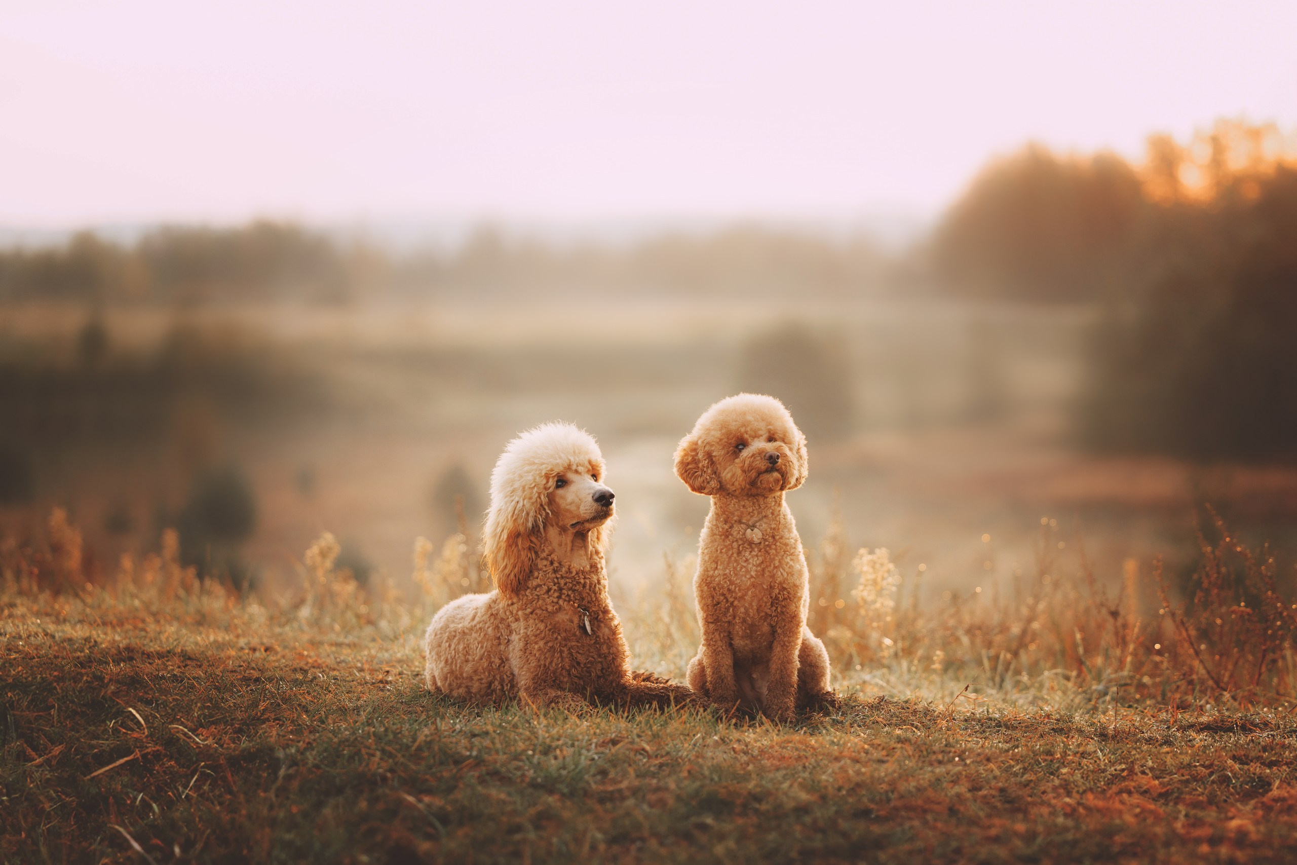 Юля, Кир и Цера. Фотограф анималист Осипчикова Мария