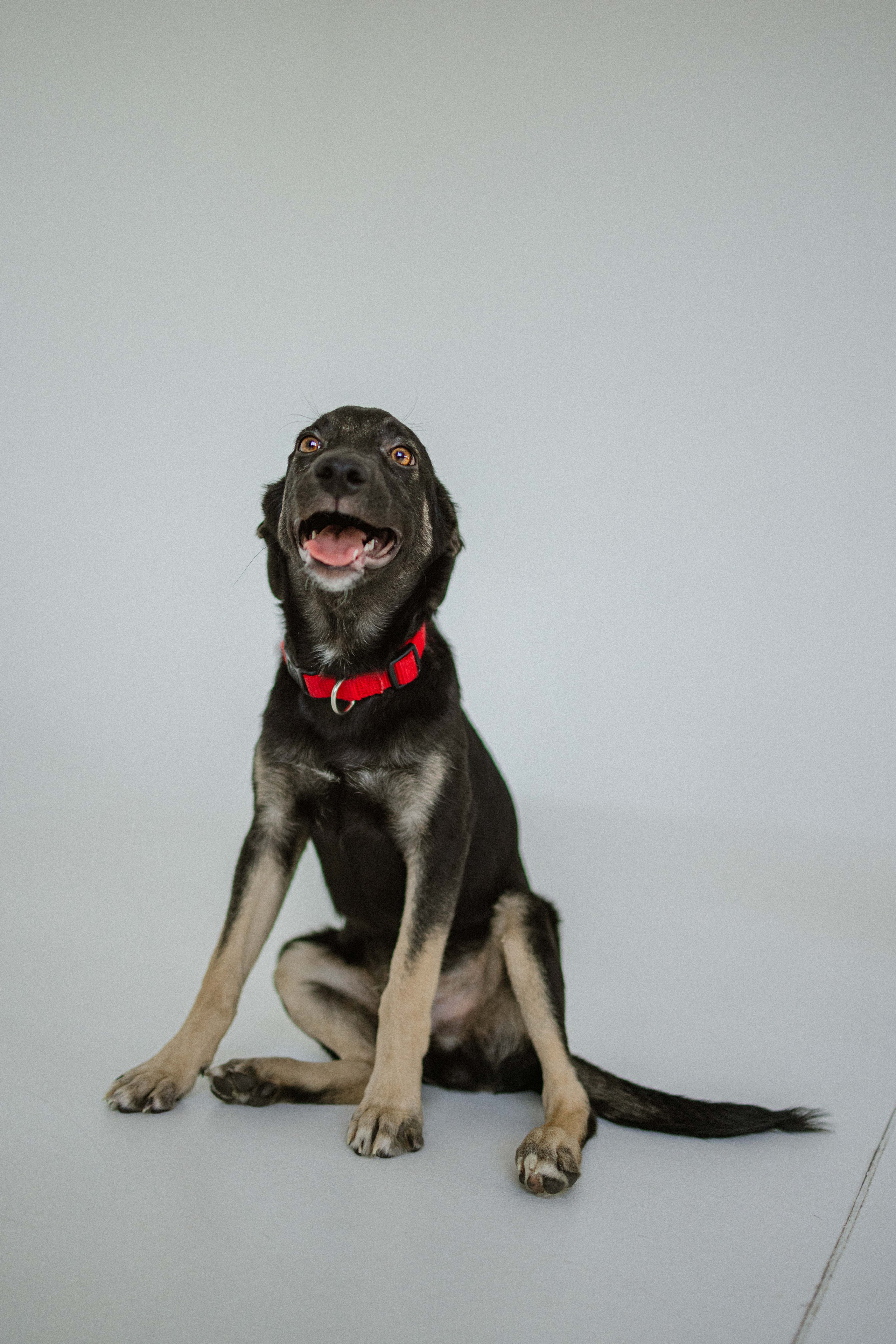 Крис и Тэдди. Фотограф-анималист в Москве Лера Черноног