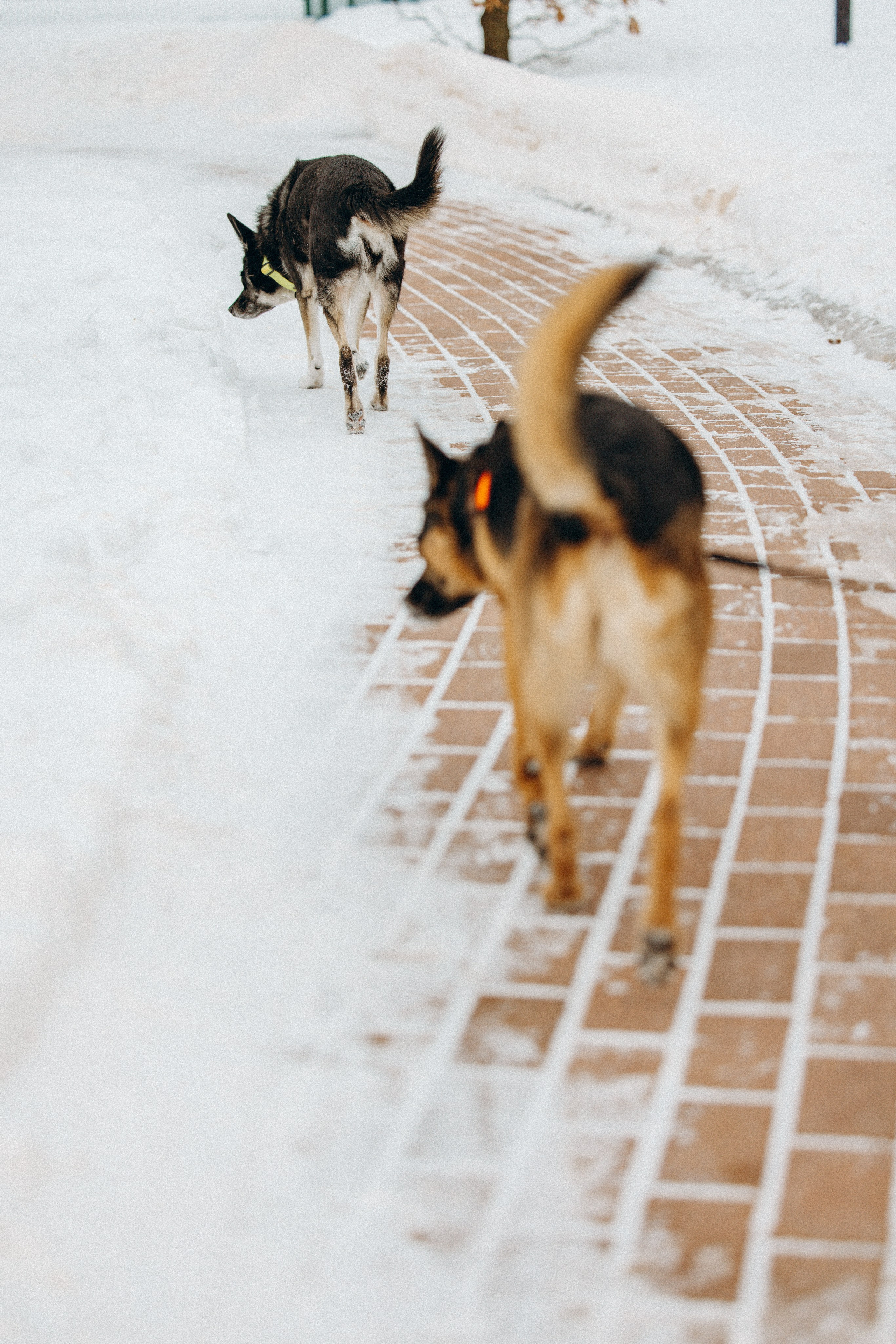 Ника, Матиша и Герда. Фотограф-анималист в Москве Лера Черноног