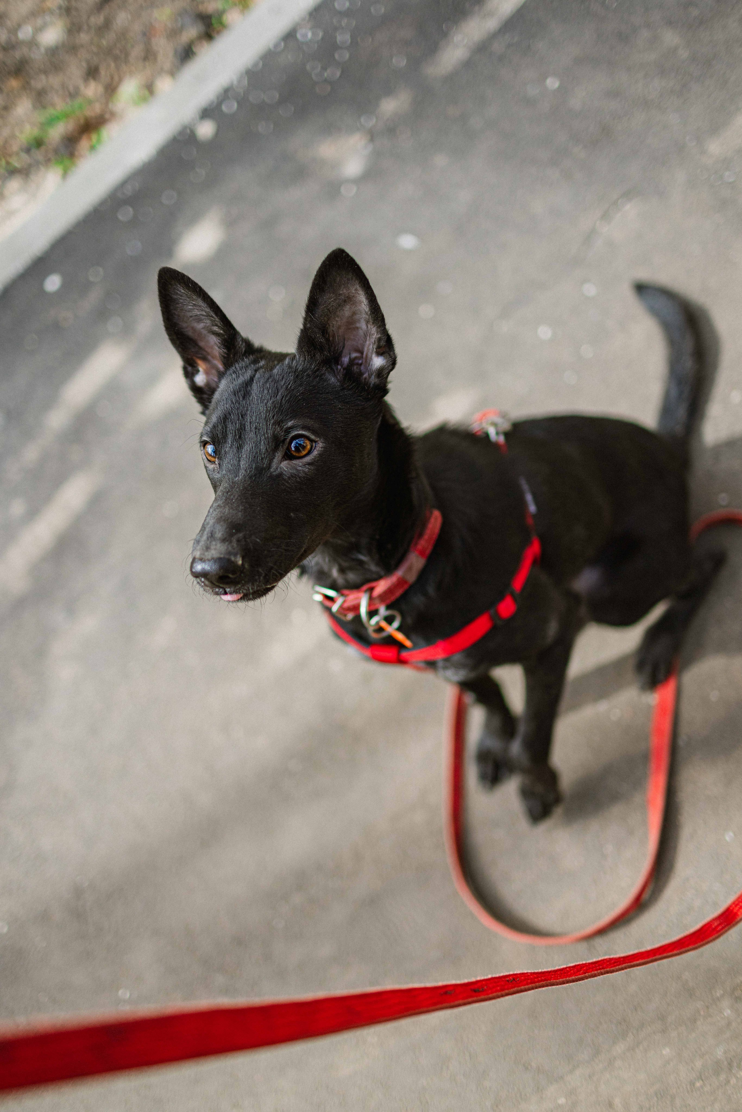 Булька. Фотограф-анималист в Москве Лера Черноног