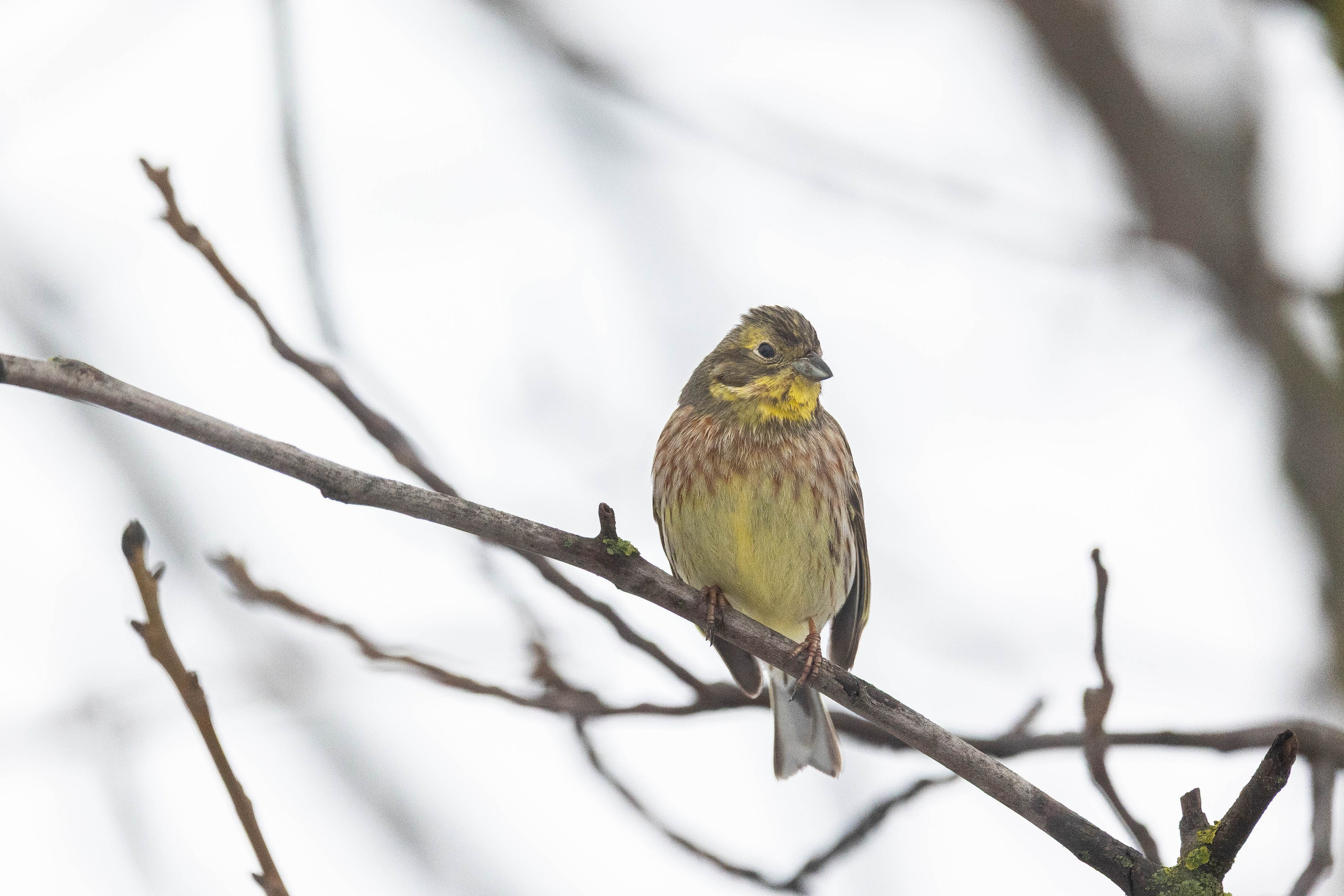 Дикий животный мир. Фотограф-АниМалист Анна Абрамова