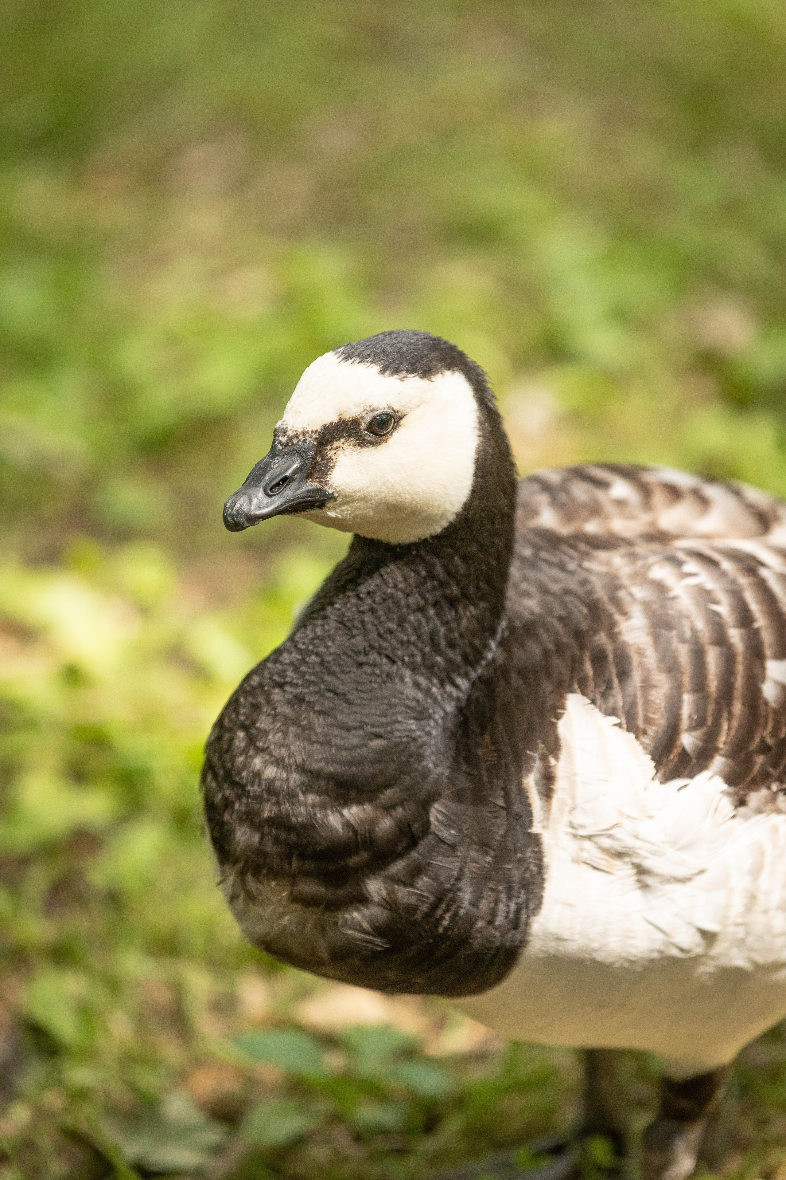 Зоопарк Малинки. Фотограф-АниМалист Анна Абрамова