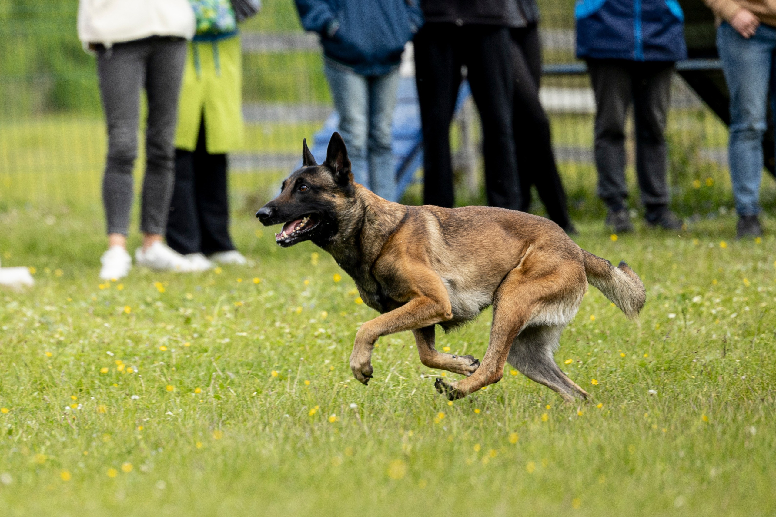 Испытания по мондьорингу в Нижнем Новгороде. Фотограф-анималист Анна Маринич