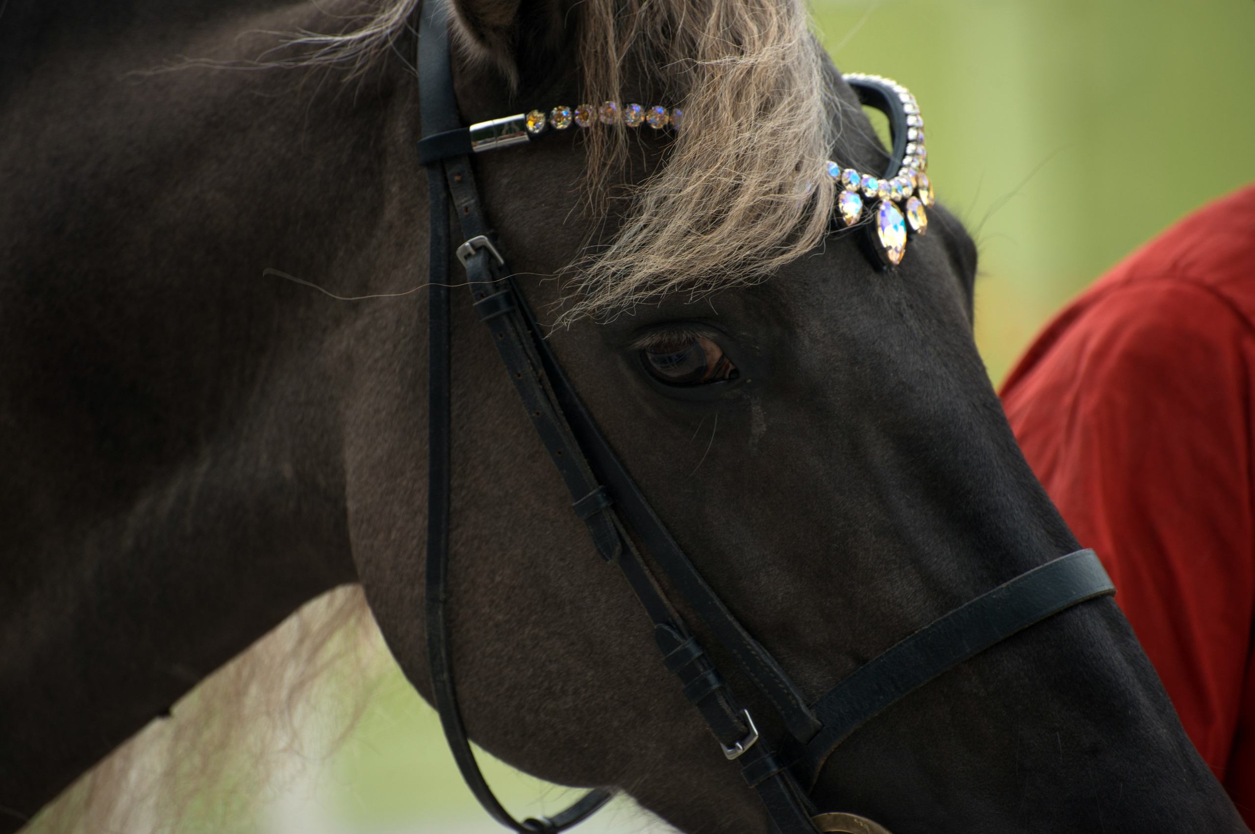 Эквирос. Конный фотограф в Саратове Юлия Иванова