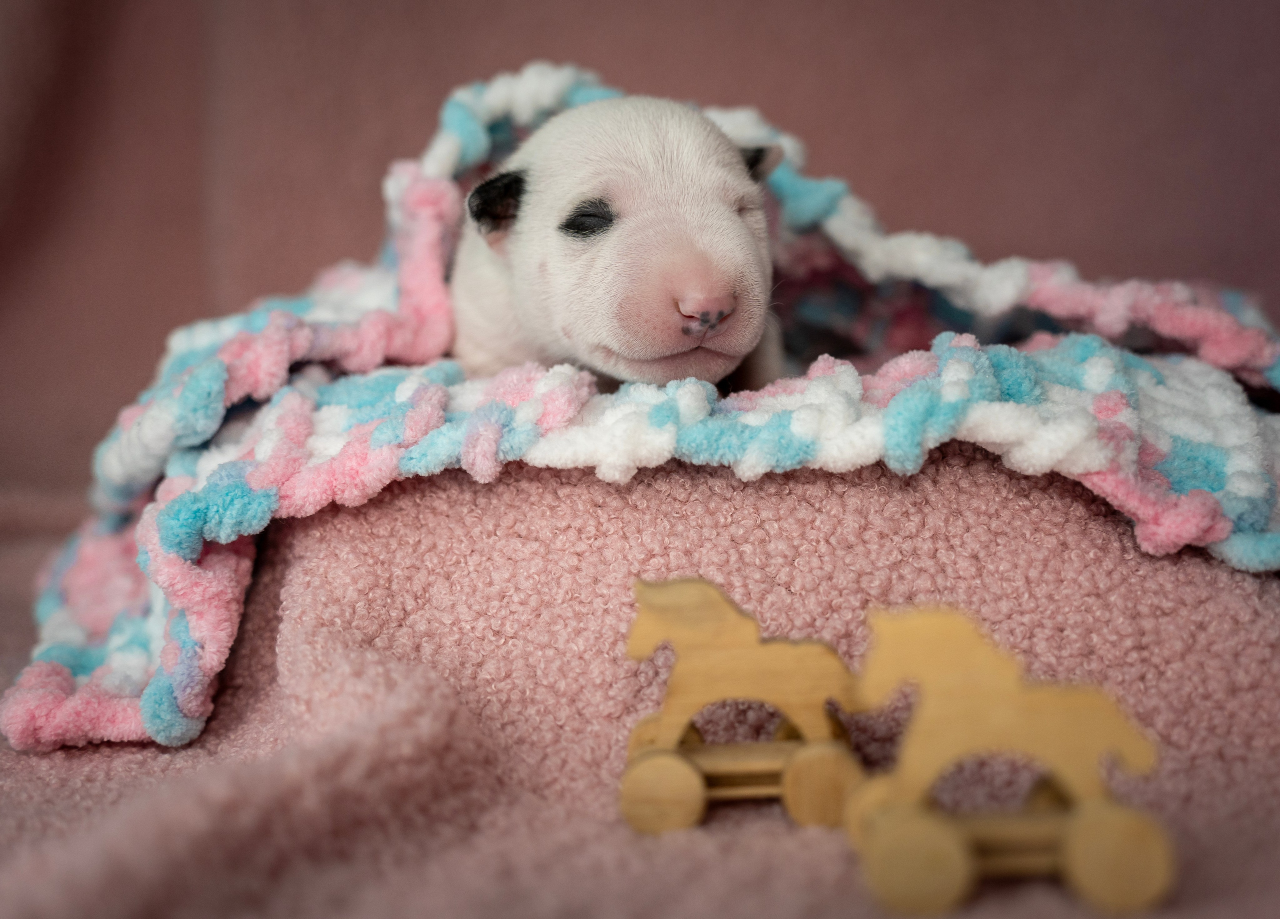 Ньюборн. Семейный фотограф анималист г. Находка