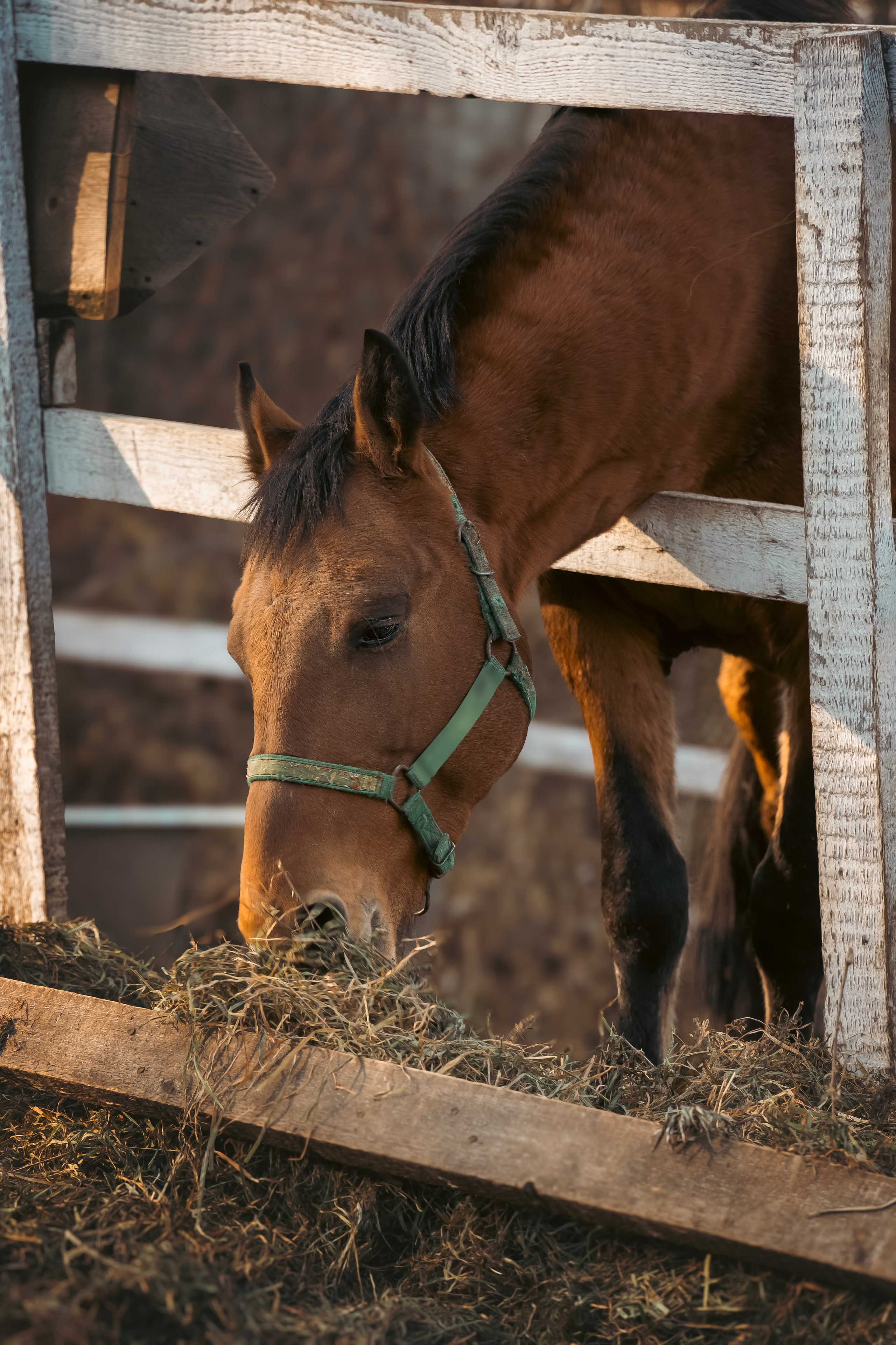Конюшня. Семейный фотограф анималист г. Находка
