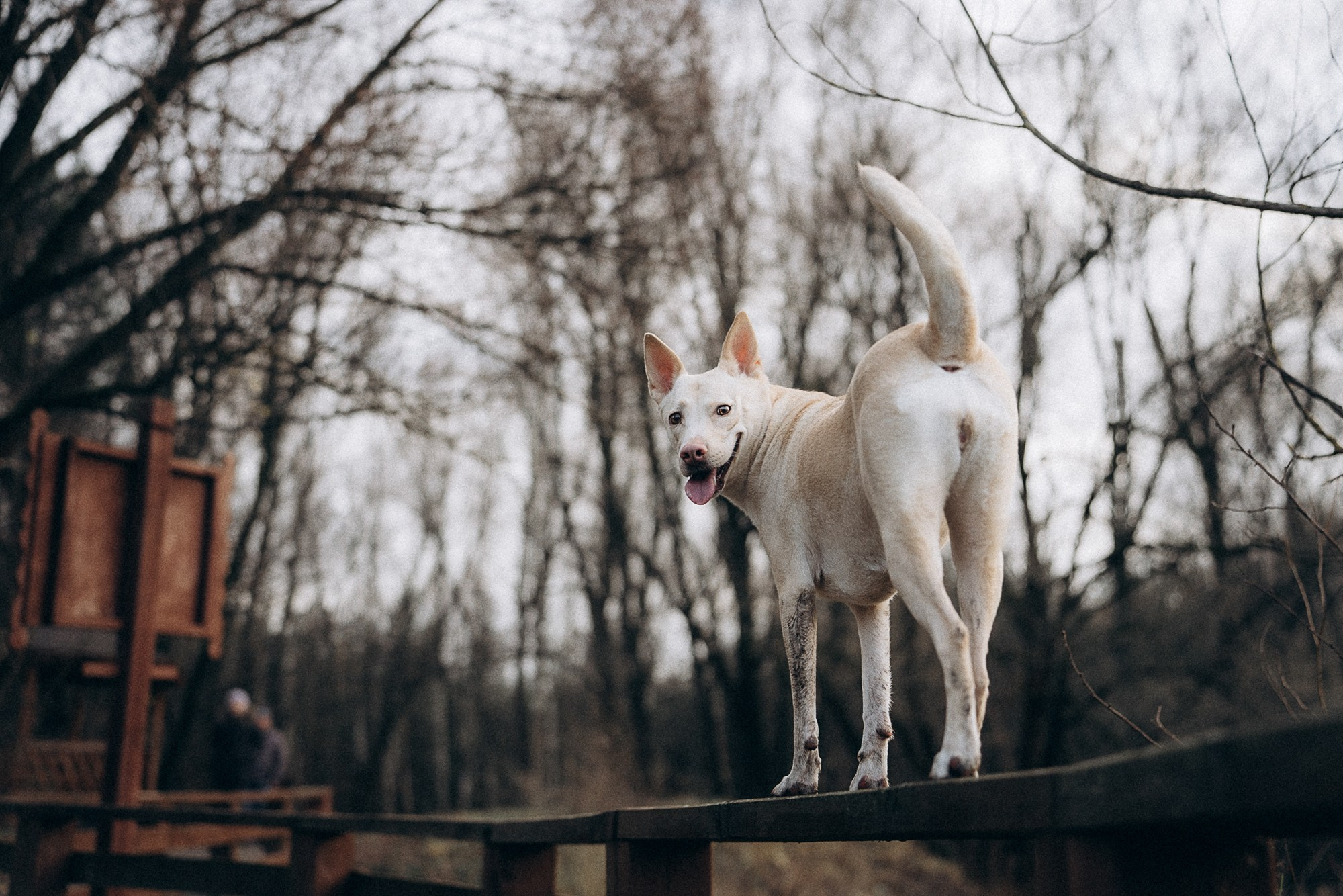 Туся. Фотограф анималист в Москве и Санкт-Петербурге Свиридова Анна