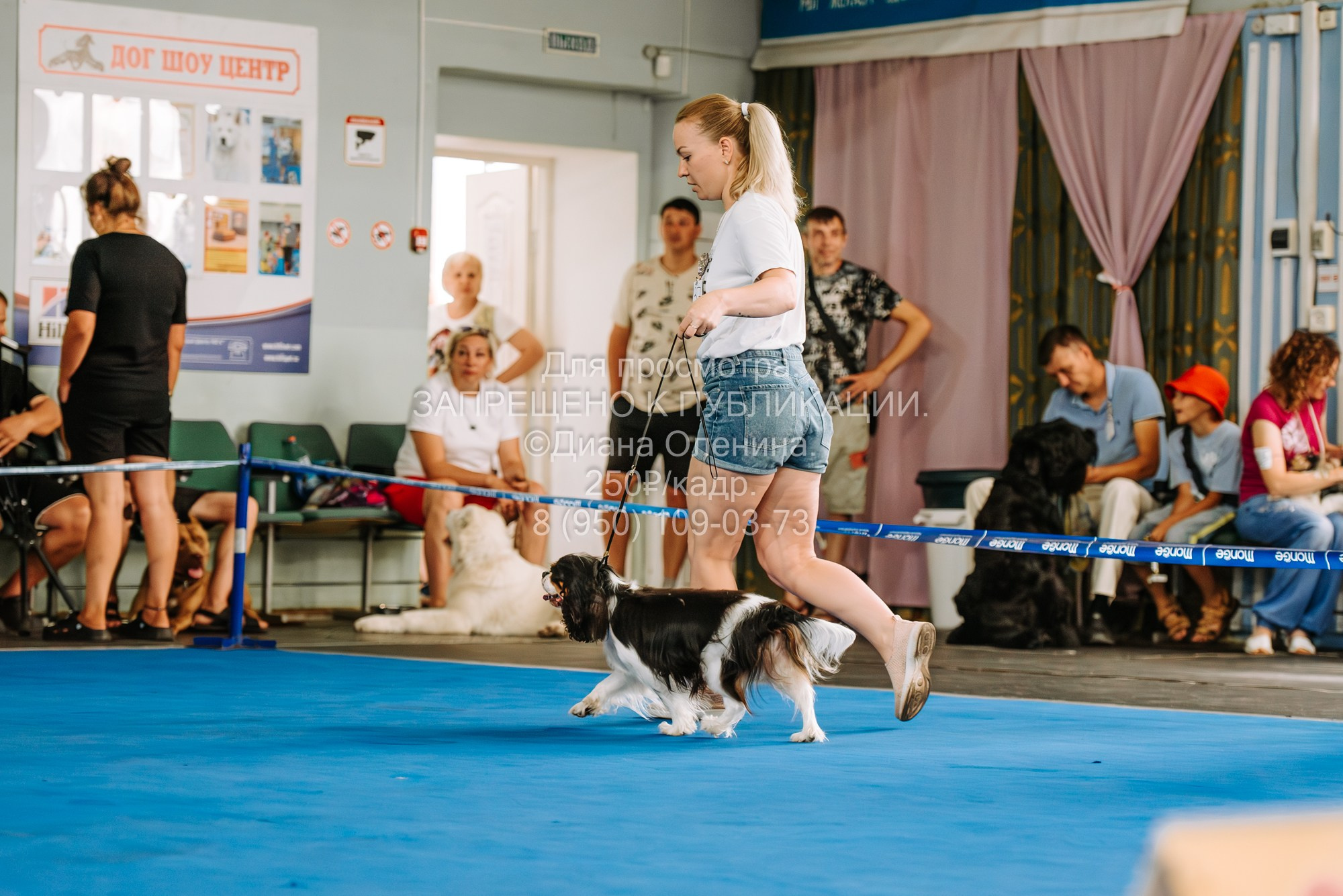 Национальная выставка собак всех пород ранга САС-IKU «Кубок Красноярск. Фотограф Диана Оленина Красноярск / Братск