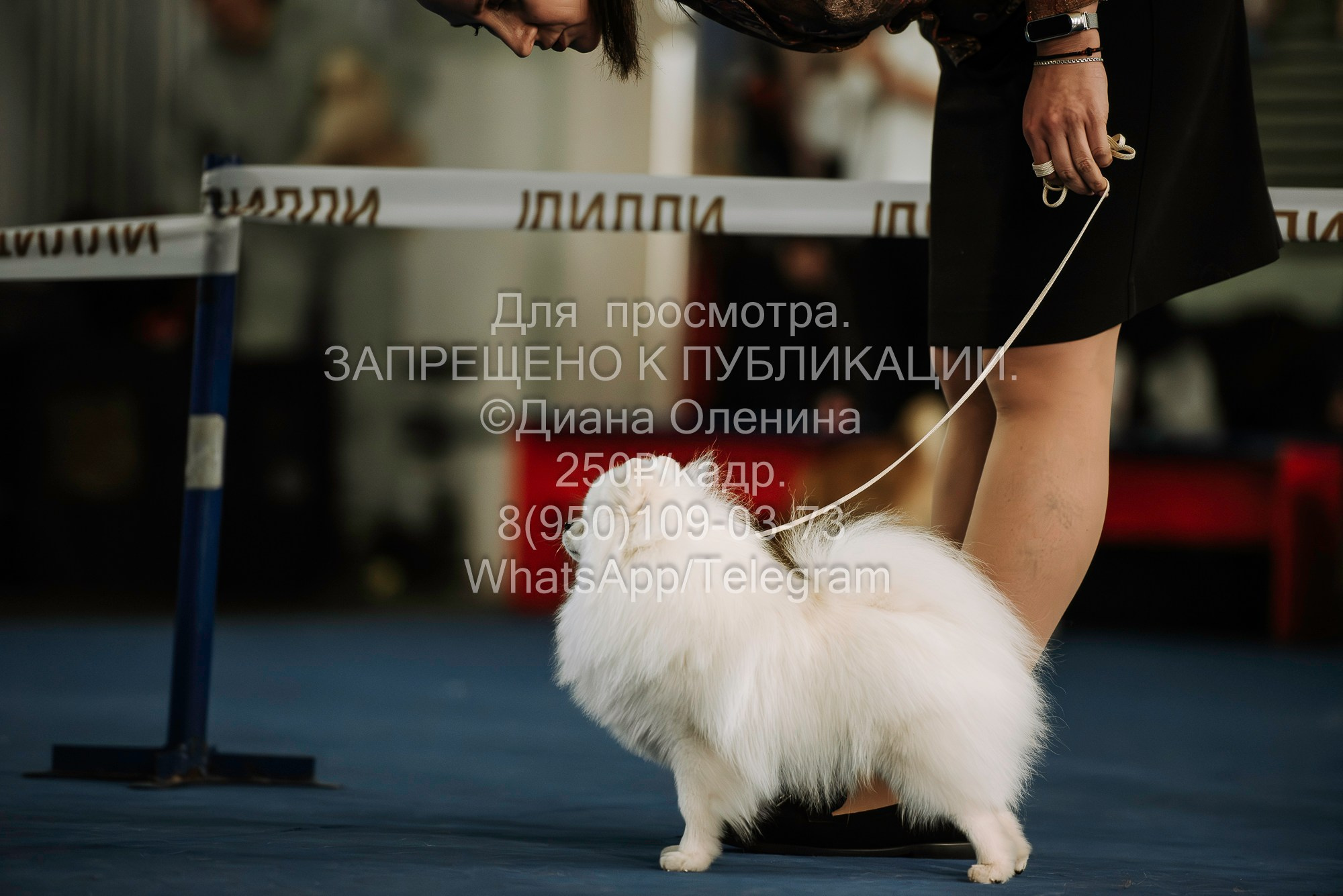 Выставка собак Красноярск 29.10.2023. Фотограф Диана Оленина Красноярск / Братск