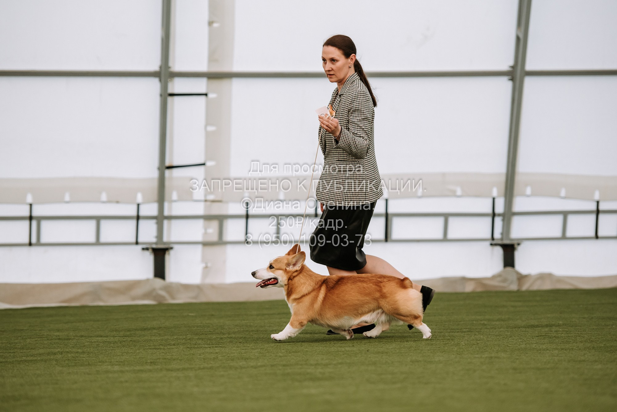 Выставка собак Красноярск 2.06. Фотограф Диана Оленина Красноярск / Братск