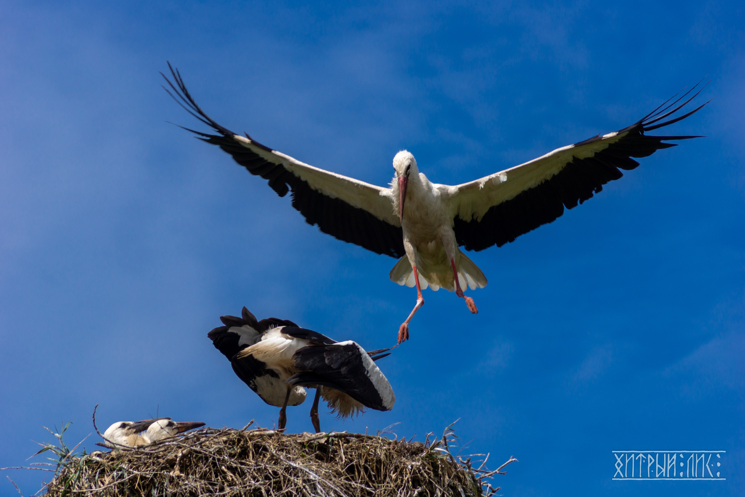 Беларусь. Фотограф-путешественник Самойлов Максим «Sly Fox»