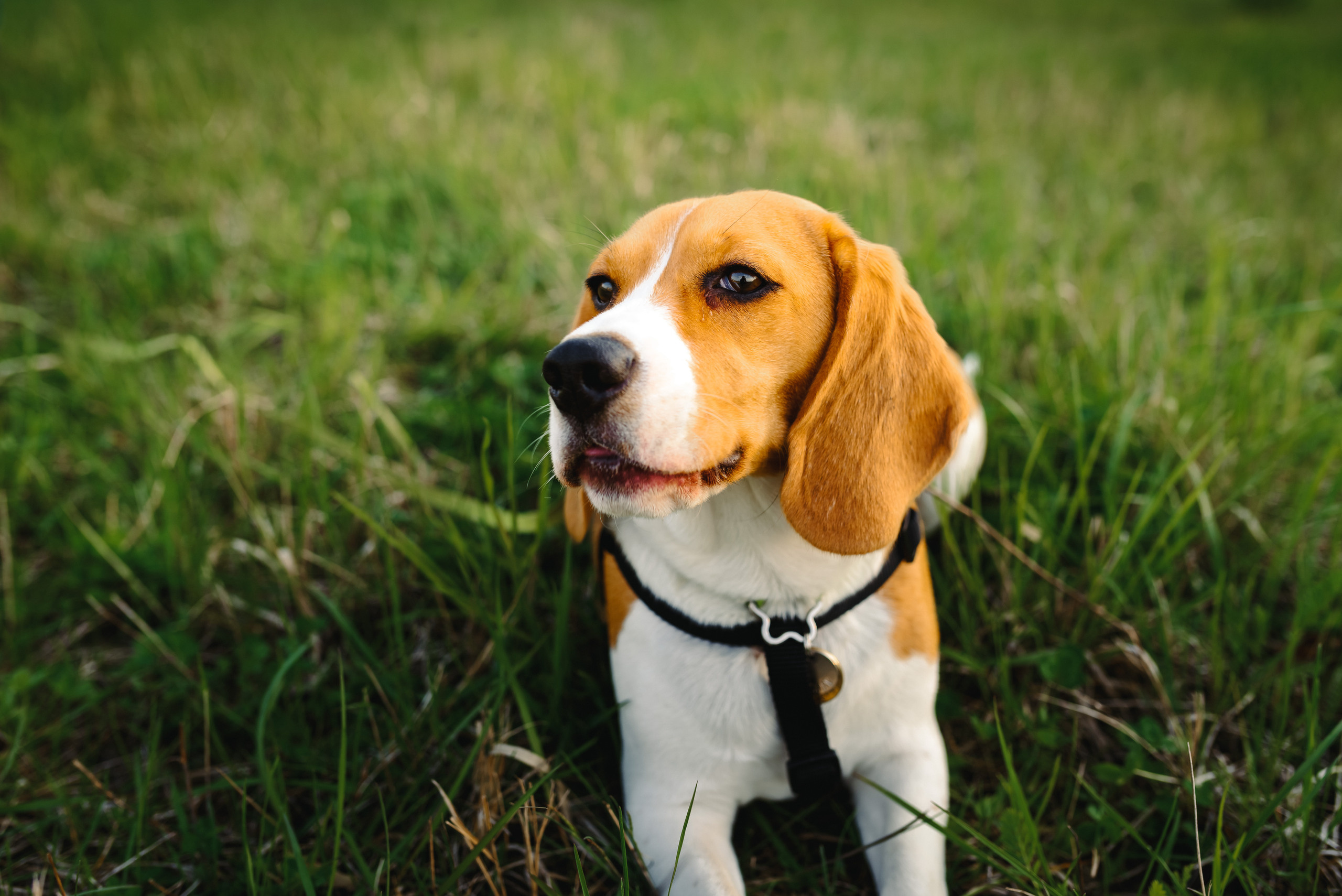 Анастасия и Андрей. Свадебный и семейный фотограф в Гродно Андрей Явейшис