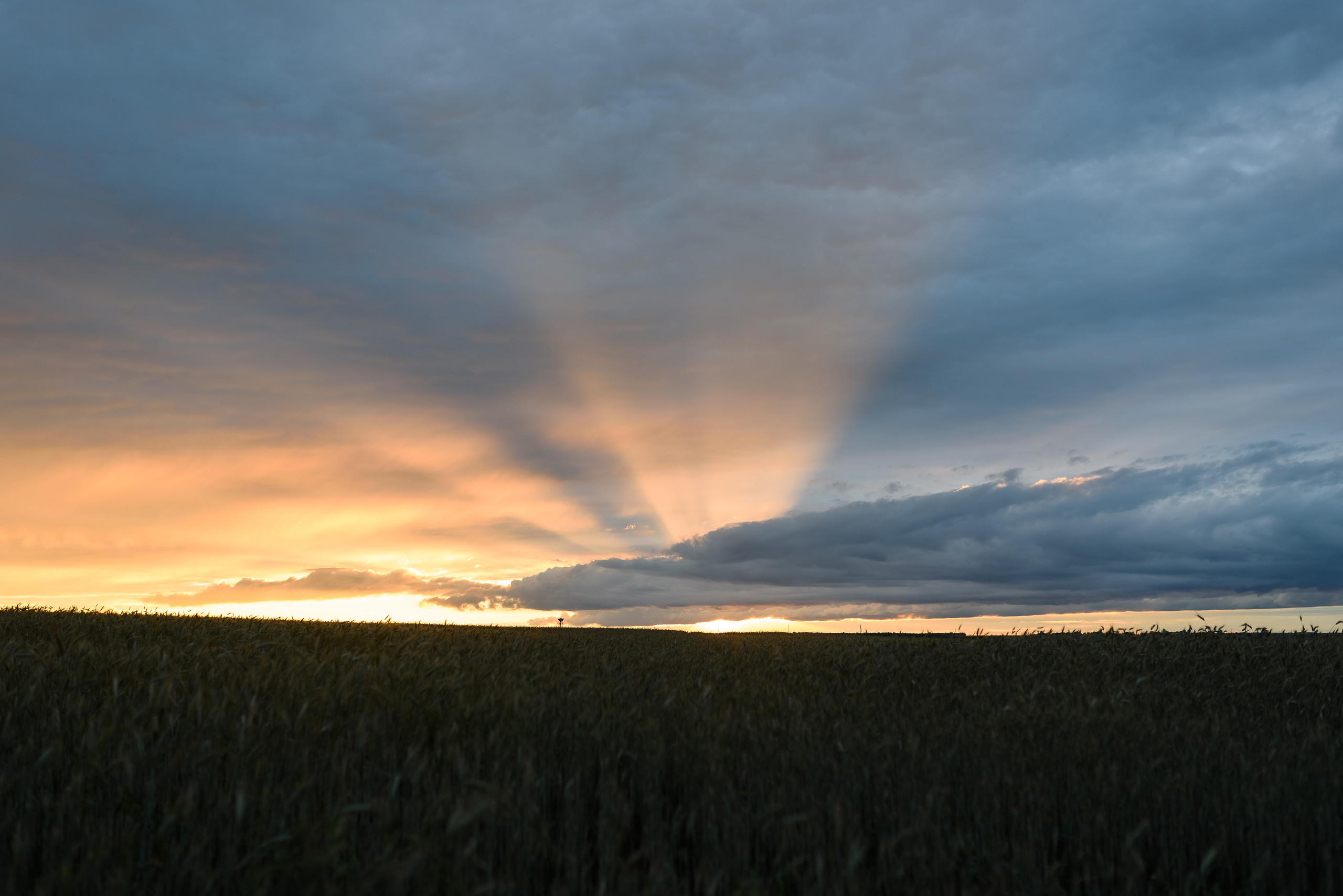 Лесная нимфа. Свадебный и семейный фотограф в Гродно Андрей Явейшис