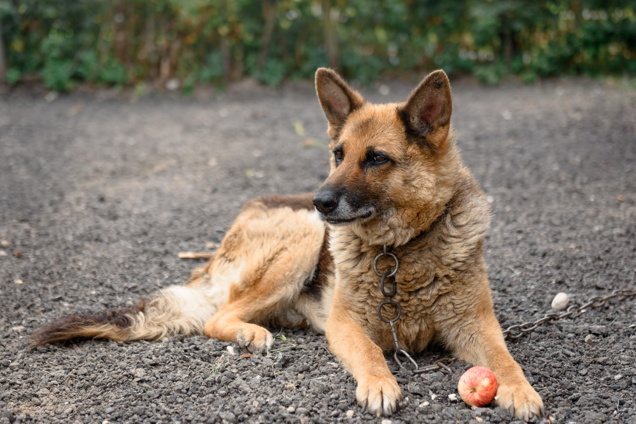 Дарья и Андрей. Свадебный и семейный фотограф в Гродно Андрей Явейшис