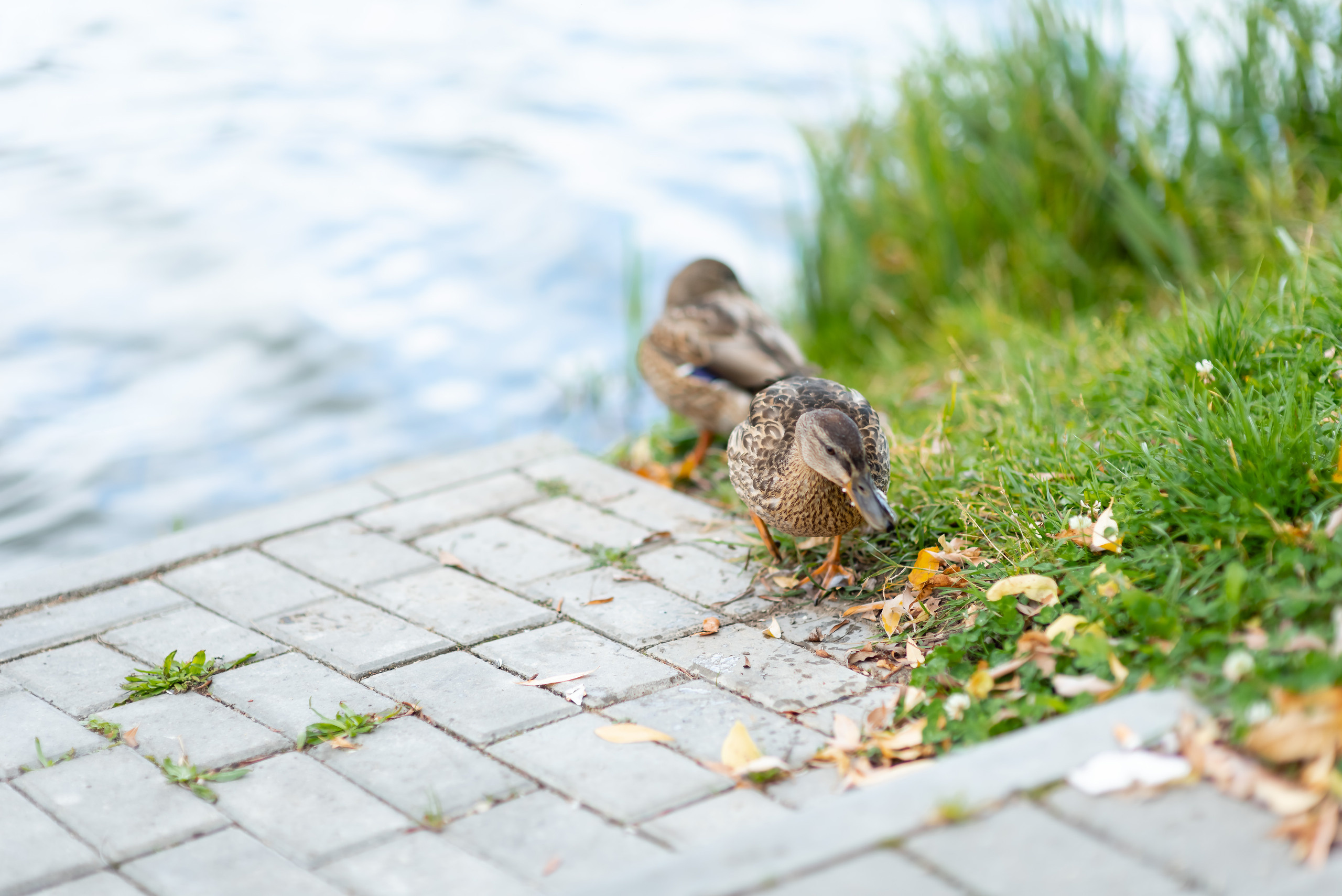 Дарья и Евгений. Свадебный и семейный фотограф в Гродно Андрей Явейшис