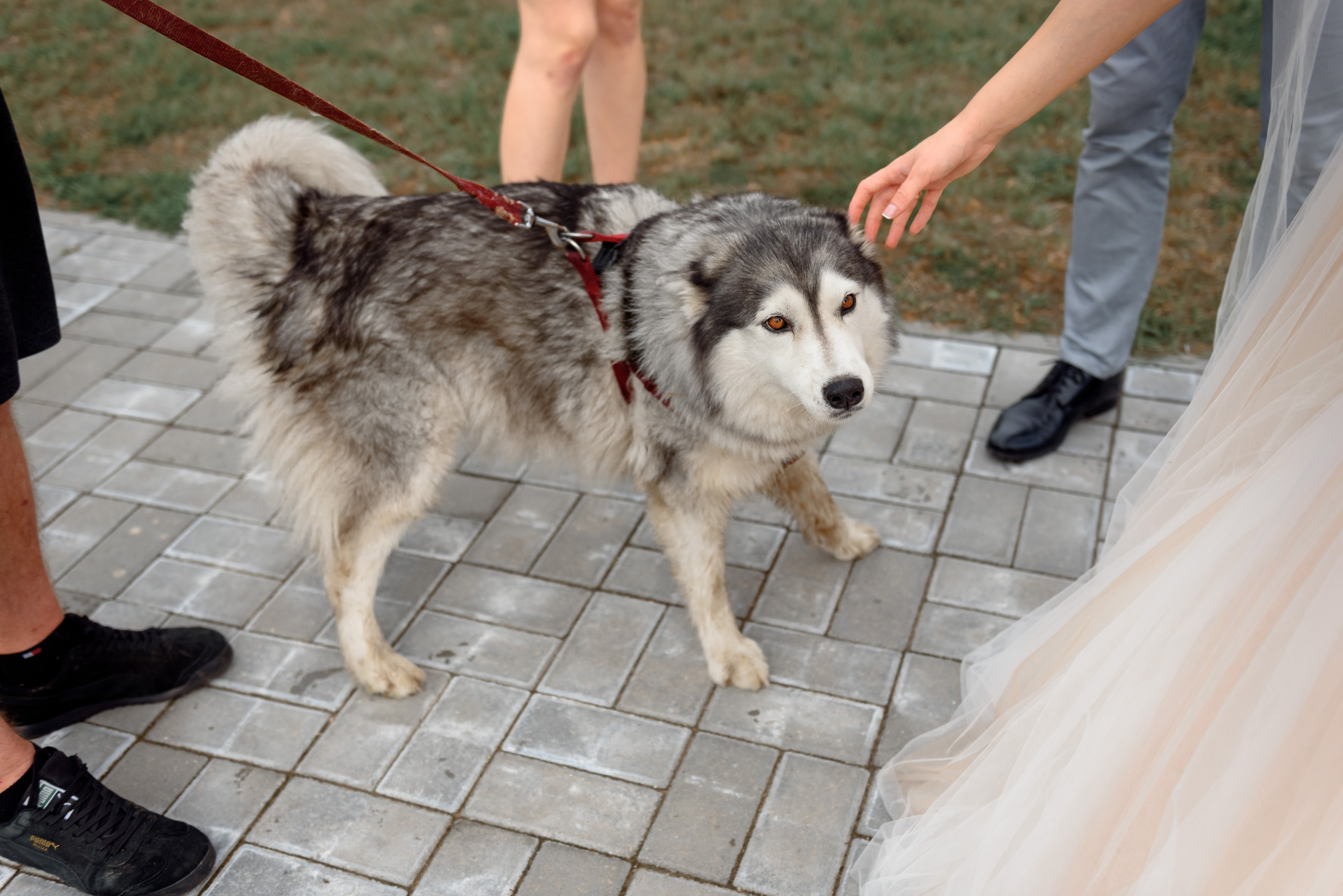 Анастасия и Евгений. Свадебный и семейный фотограф в Гродно Андрей Явейшис