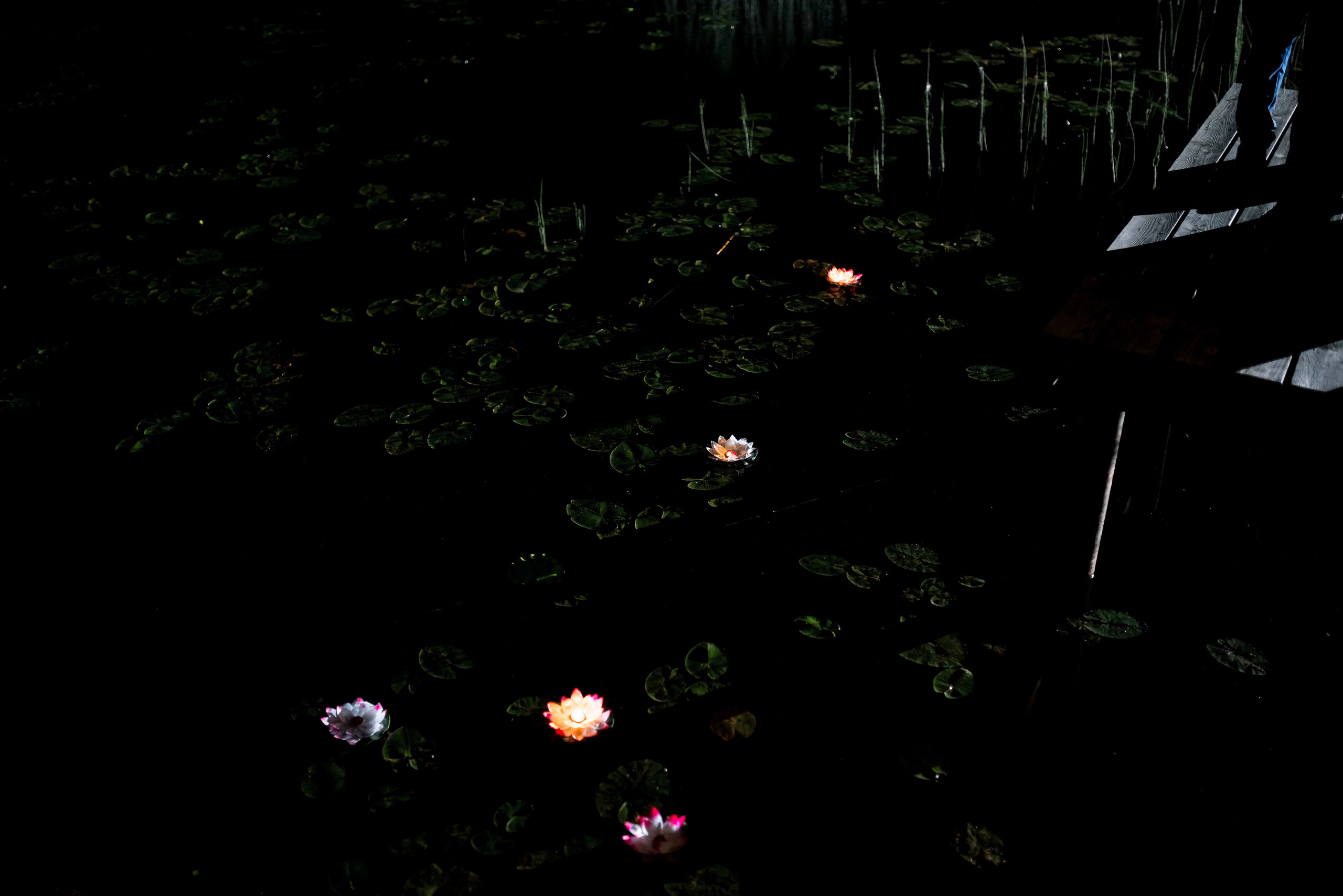 Илона и Томас. Свадебный и семейный фотограф в Гродно Андрей Явейшис