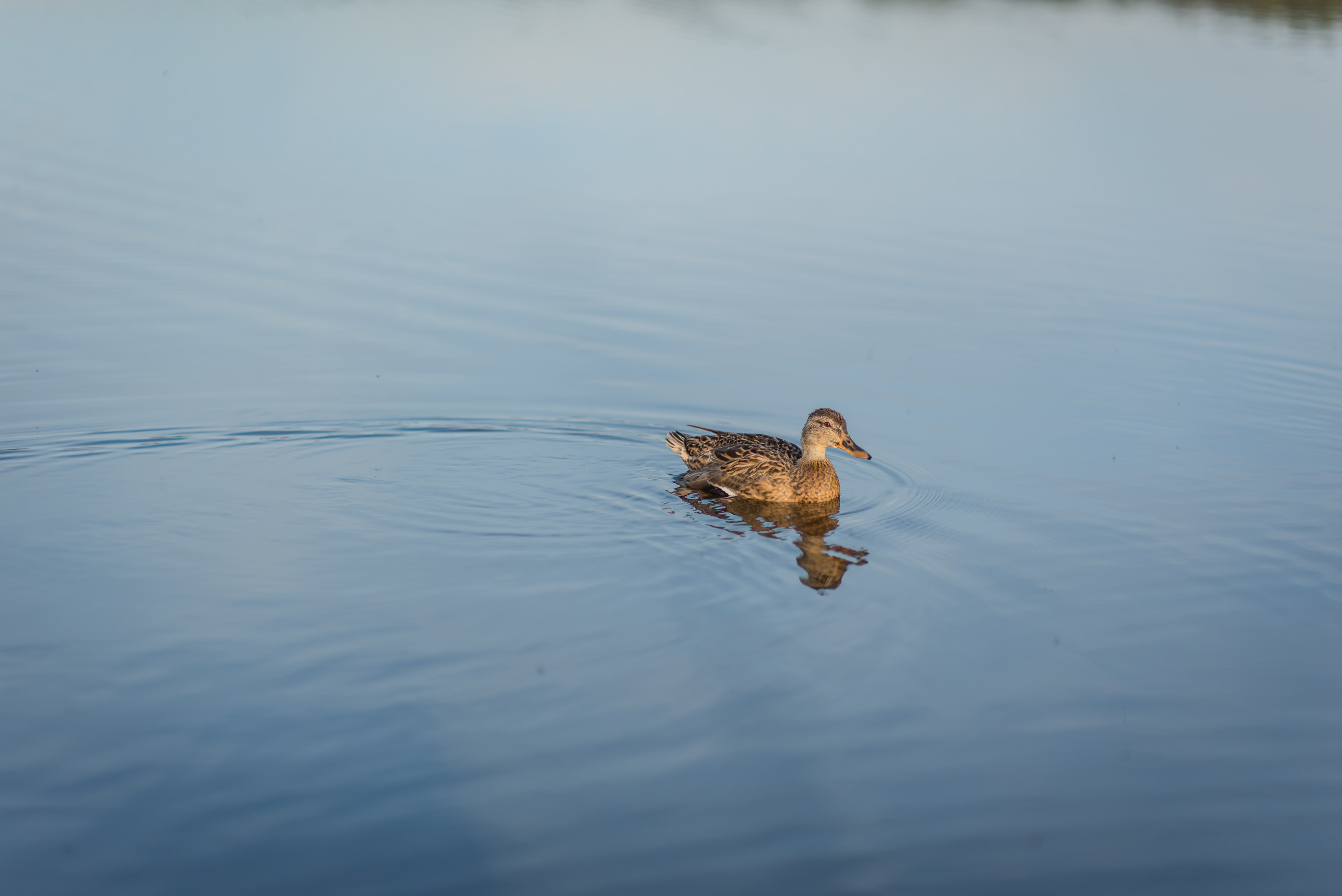 Екатерина и Константин. Свадебный и семейный фотограф в Гродно Андрей Явейшис