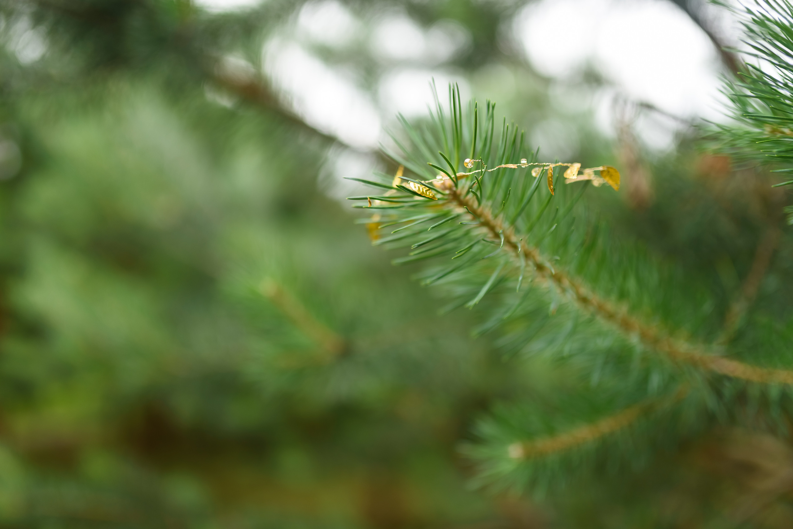Лесная нимфа. Свадебный и семейный фотограф в Гродно Андрей Явейшис