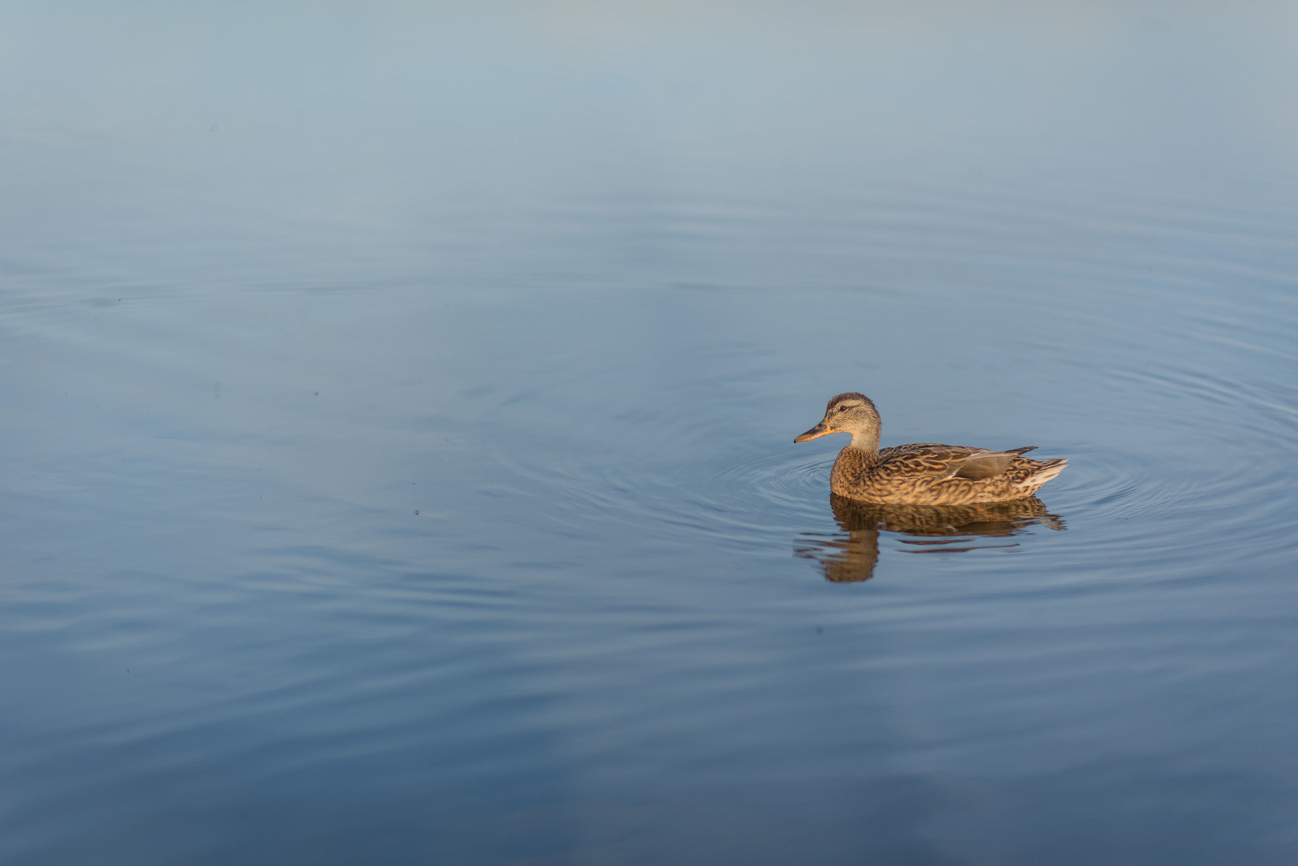 Екатерина и Константин. Свадебный и семейный фотограф в Гродно Андрей Явейшис