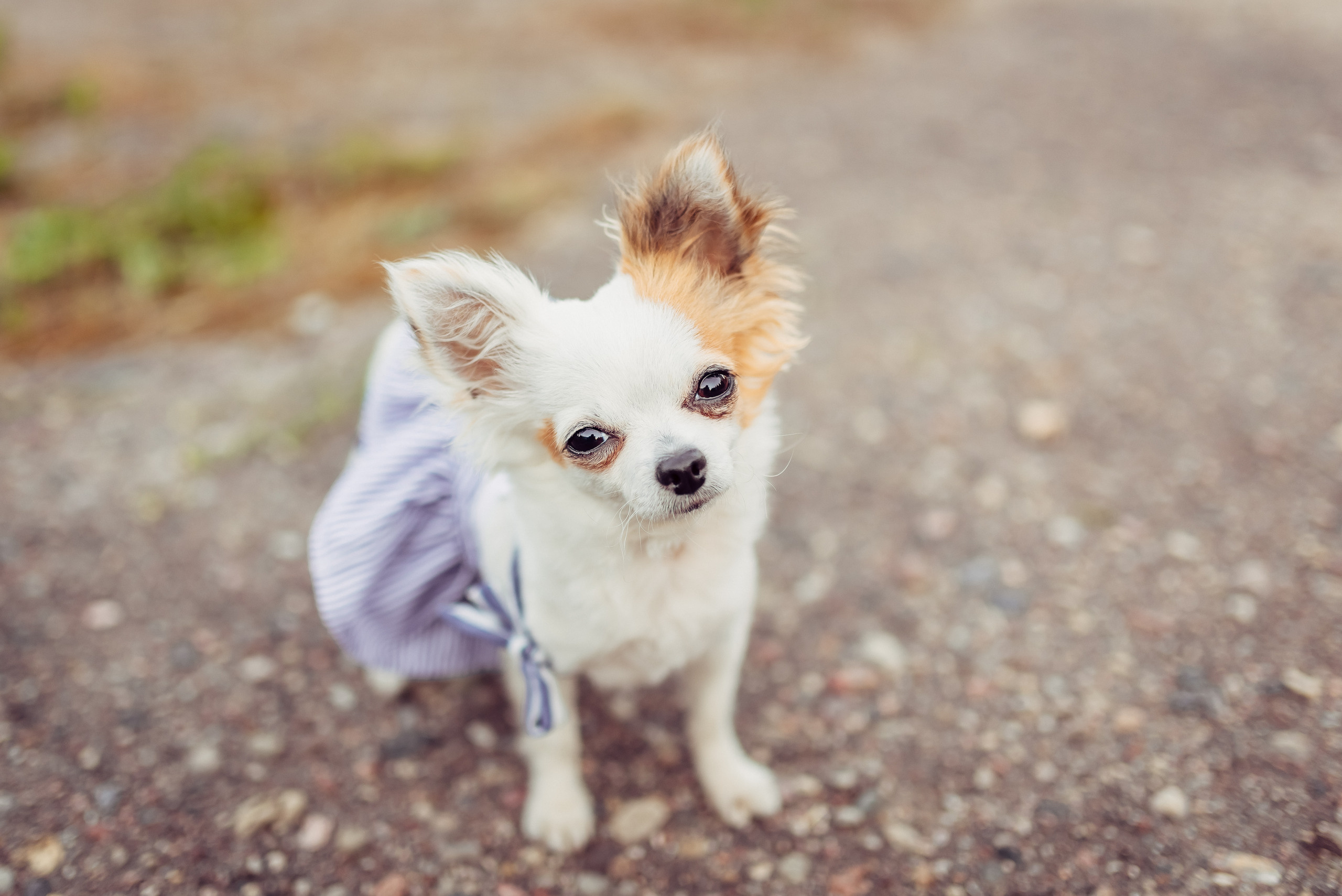 Маргарита и Олег. Свадебный и семейный фотограф в Гродно Андрей Явейшис