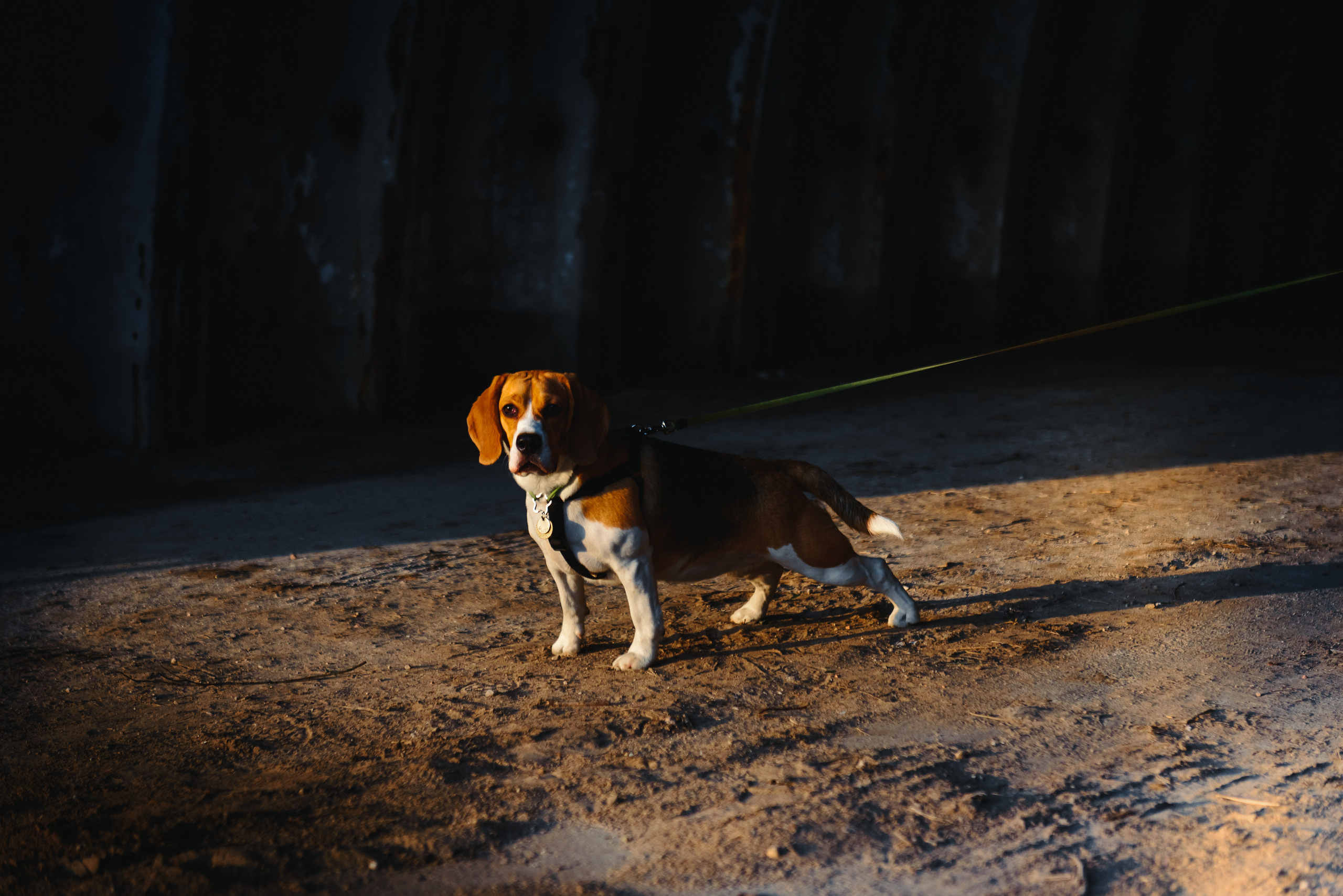 Анастасия и Андрей. Свадебный и семейный фотограф в Гродно Андрей Явейшис