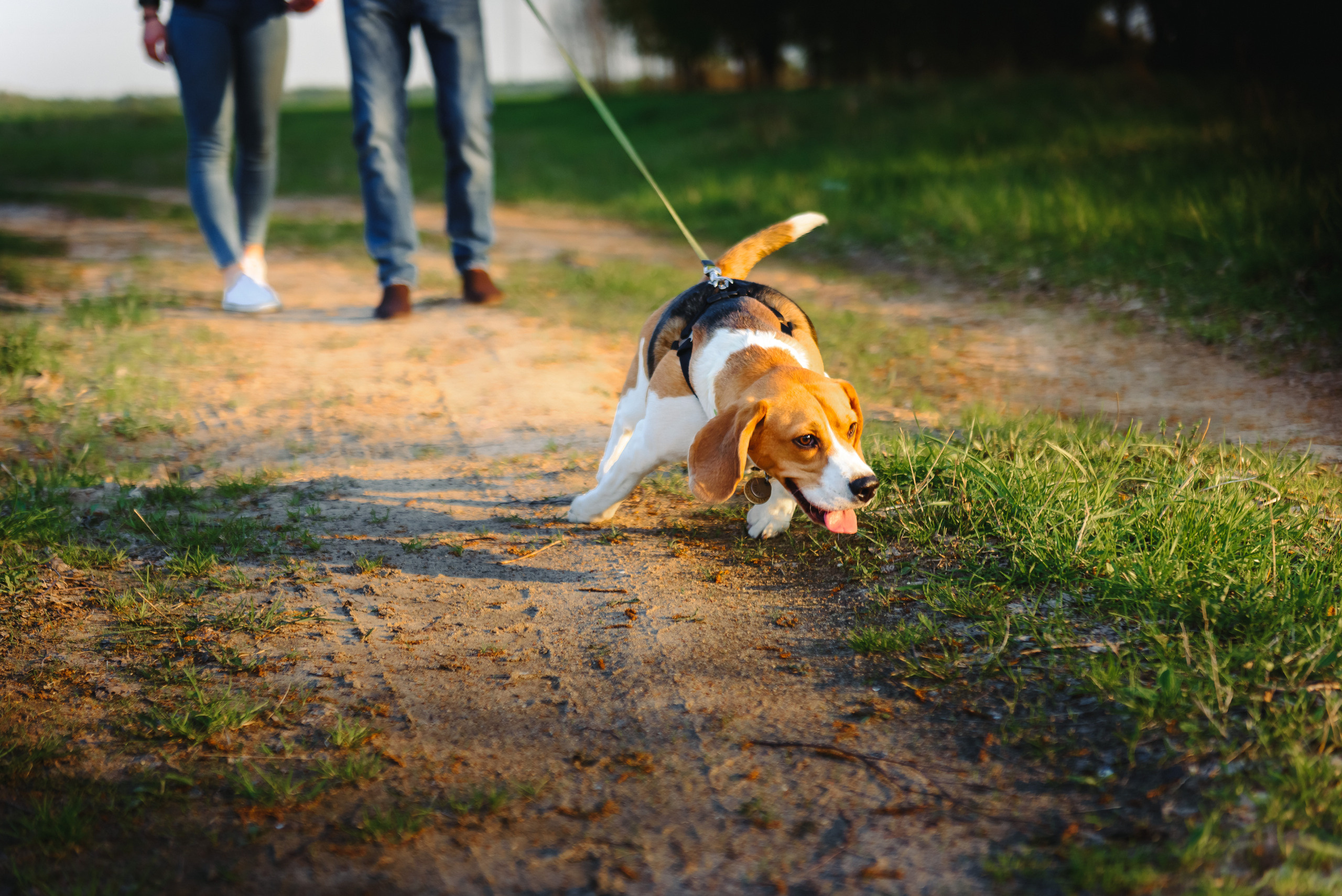 Анастасия и Андрей. Свадебный и семейный фотограф в Гродно Андрей Явейшис