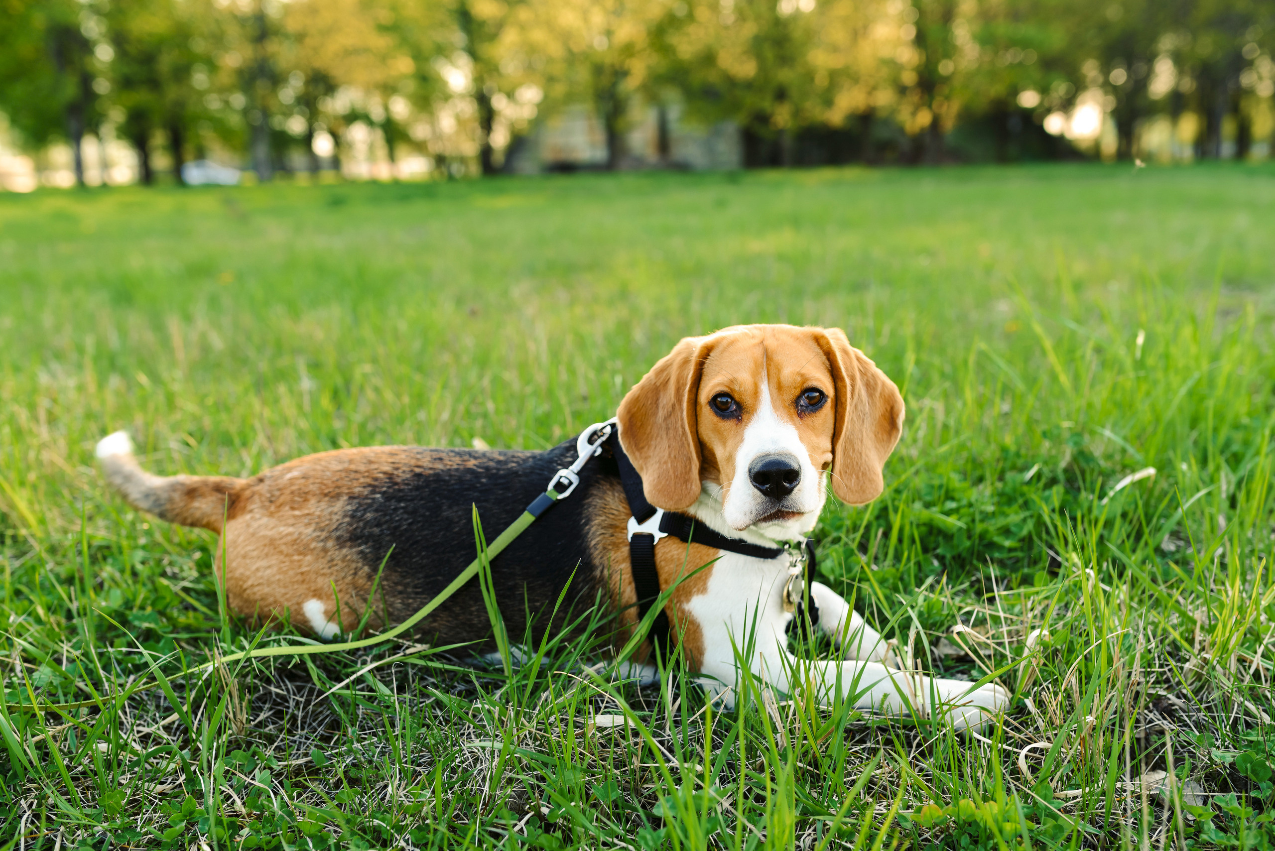 Анастасия и Андрей. Свадебный и семейный фотограф в Гродно Андрей Явейшис