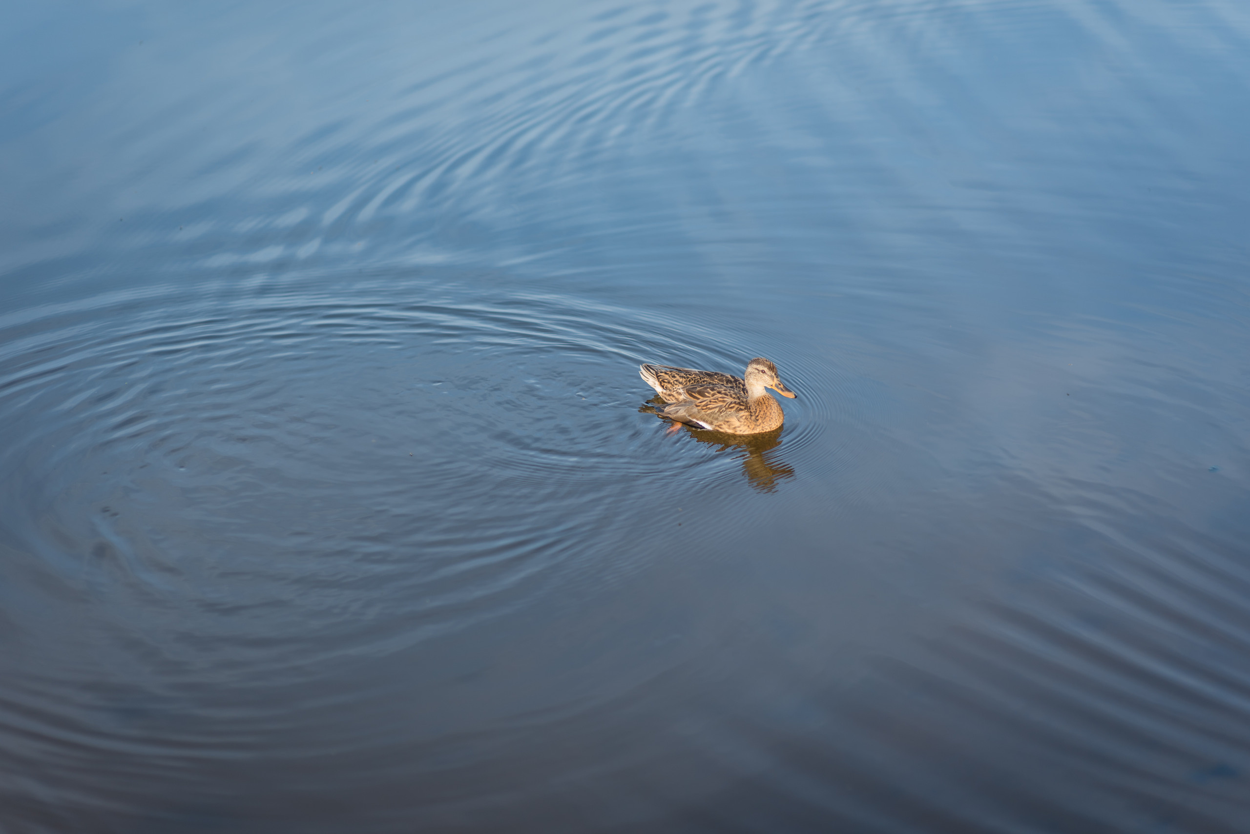 Екатерина и Константин. Свадебный и семейный фотограф в Гродно Андрей Явейшис