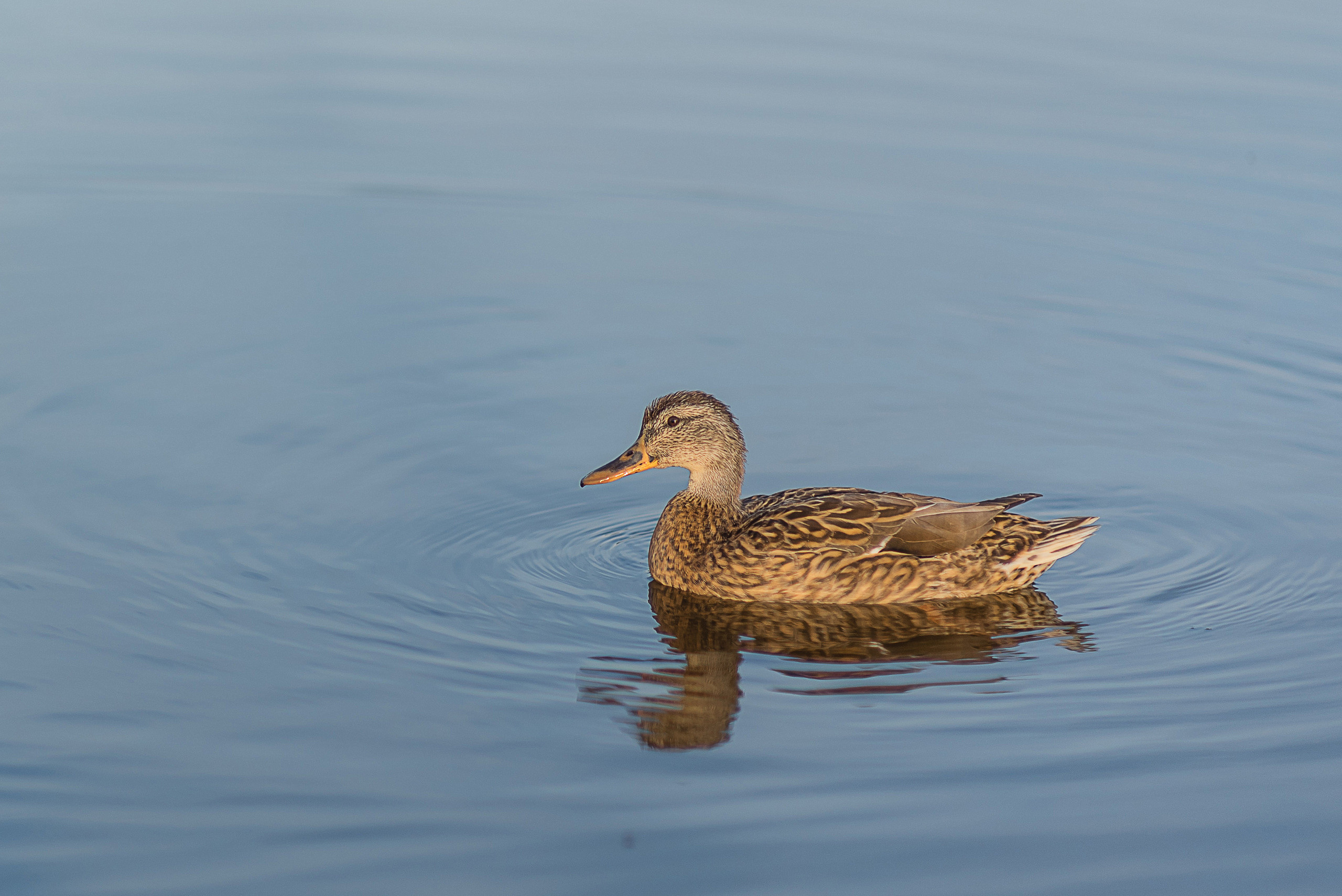 Екатерина и Константин. Свадебный и семейный фотограф в Гродно Андрей Явейшис